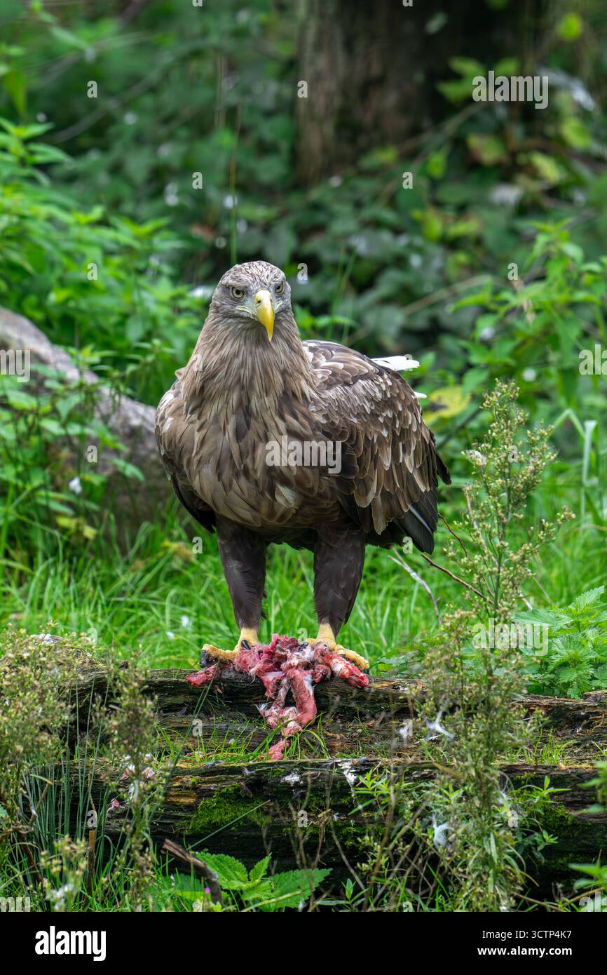 Aigle à queue blanche / aigle de mer eurasien / erne (Haliaeetus albicilla) adulte se nourrissant de proies de lapins tuées Banque D'Images