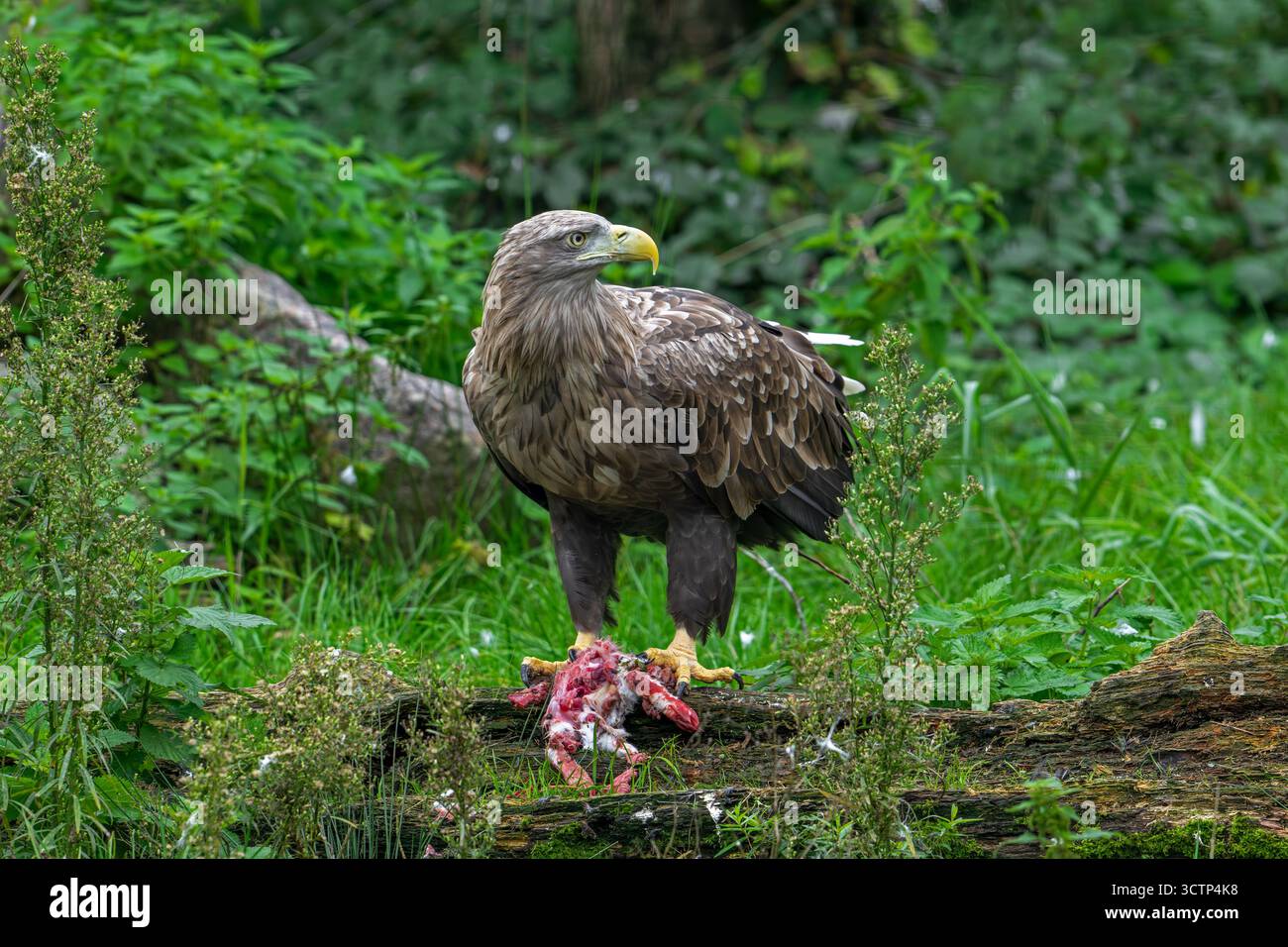 Aigle à queue blanche / aigle de mer eurasien / erne (Haliaeetus albicilla) adulte se nourrissant de proies de lapins tuées Banque D'Images