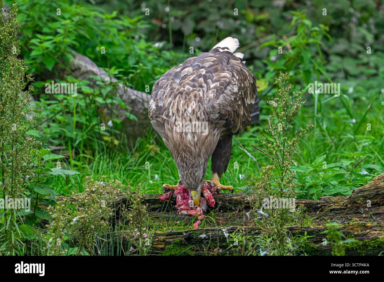 Aigle à queue blanche / aigle de mer eurasien / erne (Haliaeetus albicilla) adulte se nourrissant de proies de lapins tuées Banque D'Images