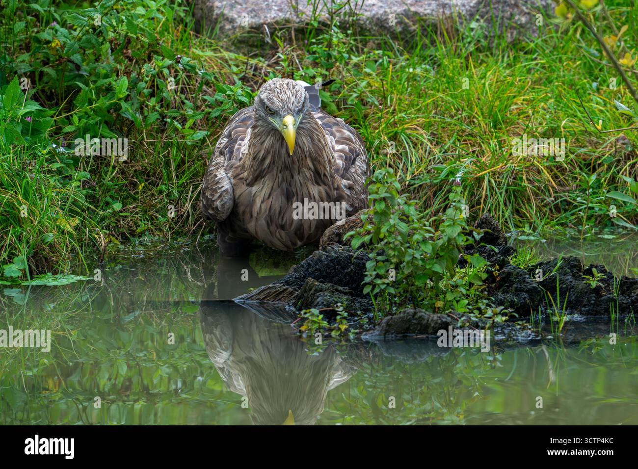Aigle à queue blanche / aigle de mer eurasien / erne (Haliaeetus albicilla) eau potable pour adultes provenant de l'étang Banque D'Images