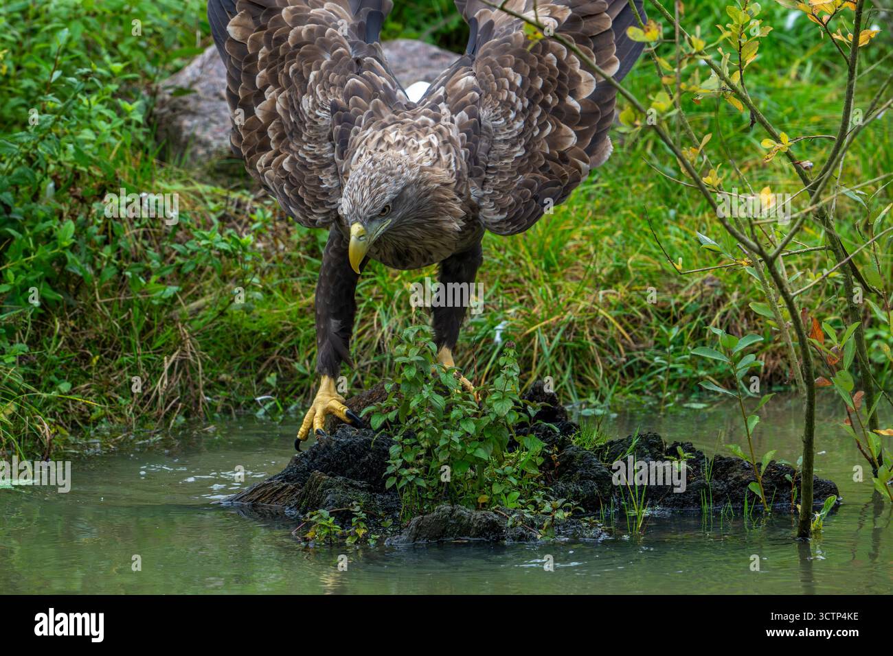 Aigle à queue blanche / aigle de mer eurasien / erne (Haliaeetus albicilla) eau potable pour adultes provenant de l'étang Banque D'Images