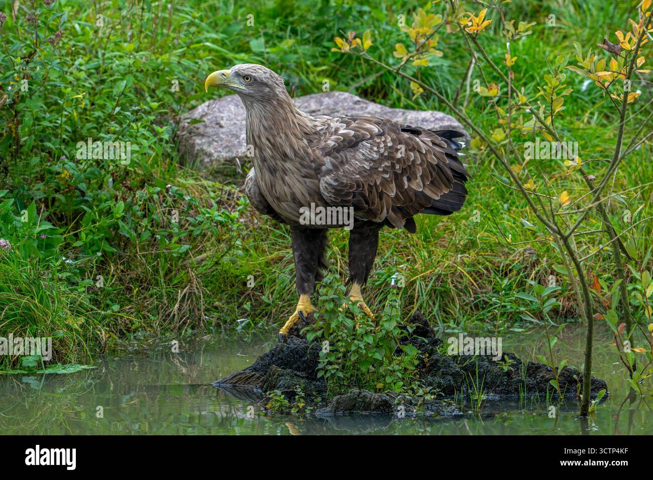 Aigle à queue blanche / aigle de mer eurasien / erne (Haliaeetus albicilla) eau potable pour adultes provenant de l'étang Banque D'Images