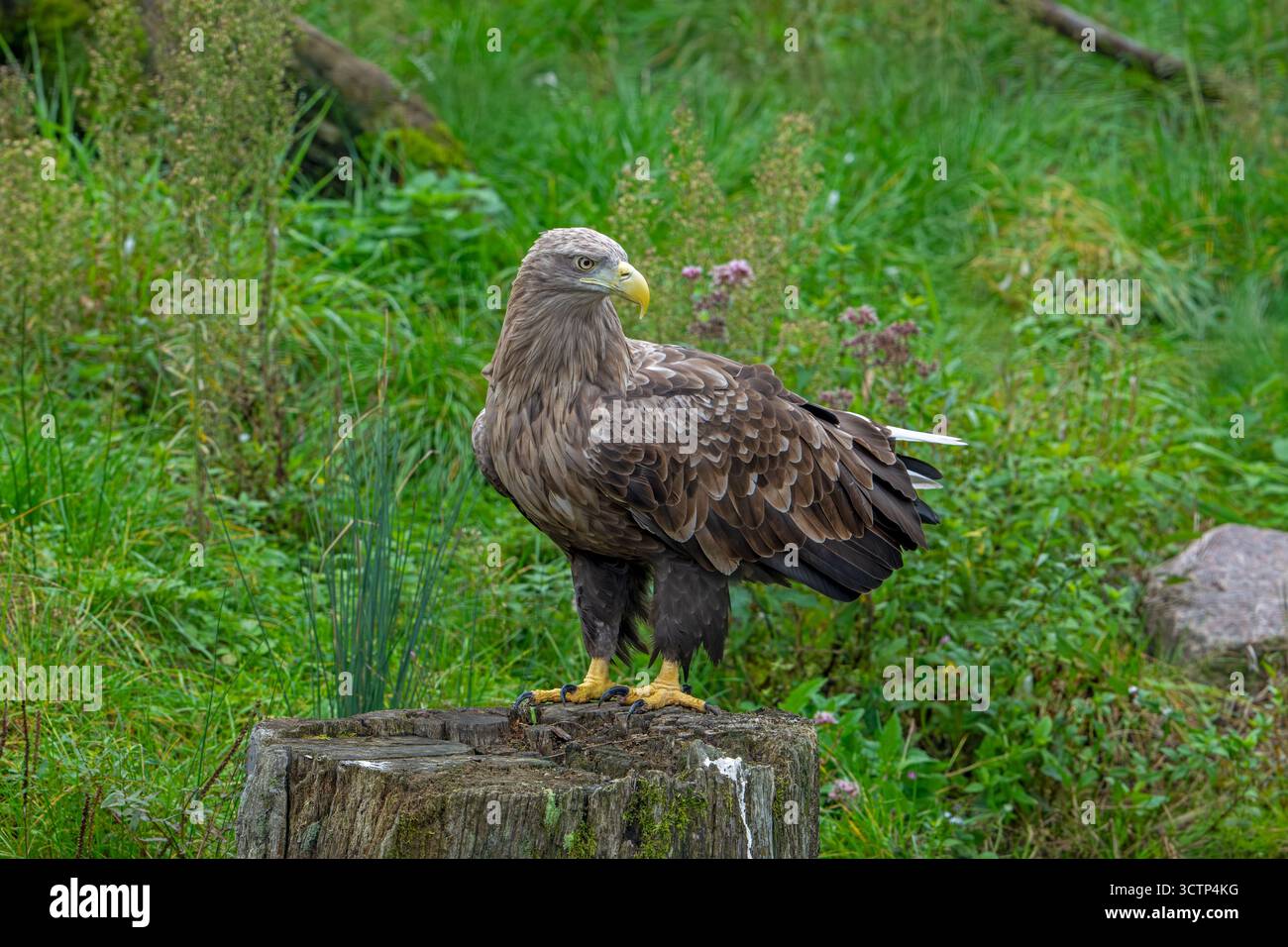 Aigle à queue blanche / aigle de mer eurasien / erne (Haliaeetus albicilla) adulte perché sur souche d'arbre à la lisière de la forêt en automne / automne Banque D'Images
