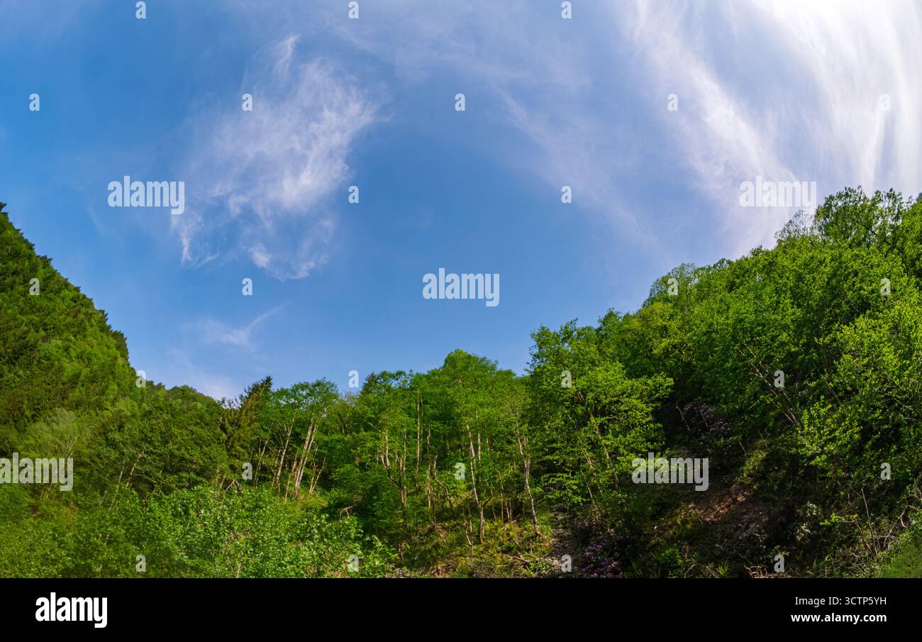 Fisheye vue de la forêt onder ciel bleu. Coteaux verts vibrants sous un ciel bleu clair orné de nuages doux. Bon pour les thèmes liés à l'extérieur exp Banque D'Images