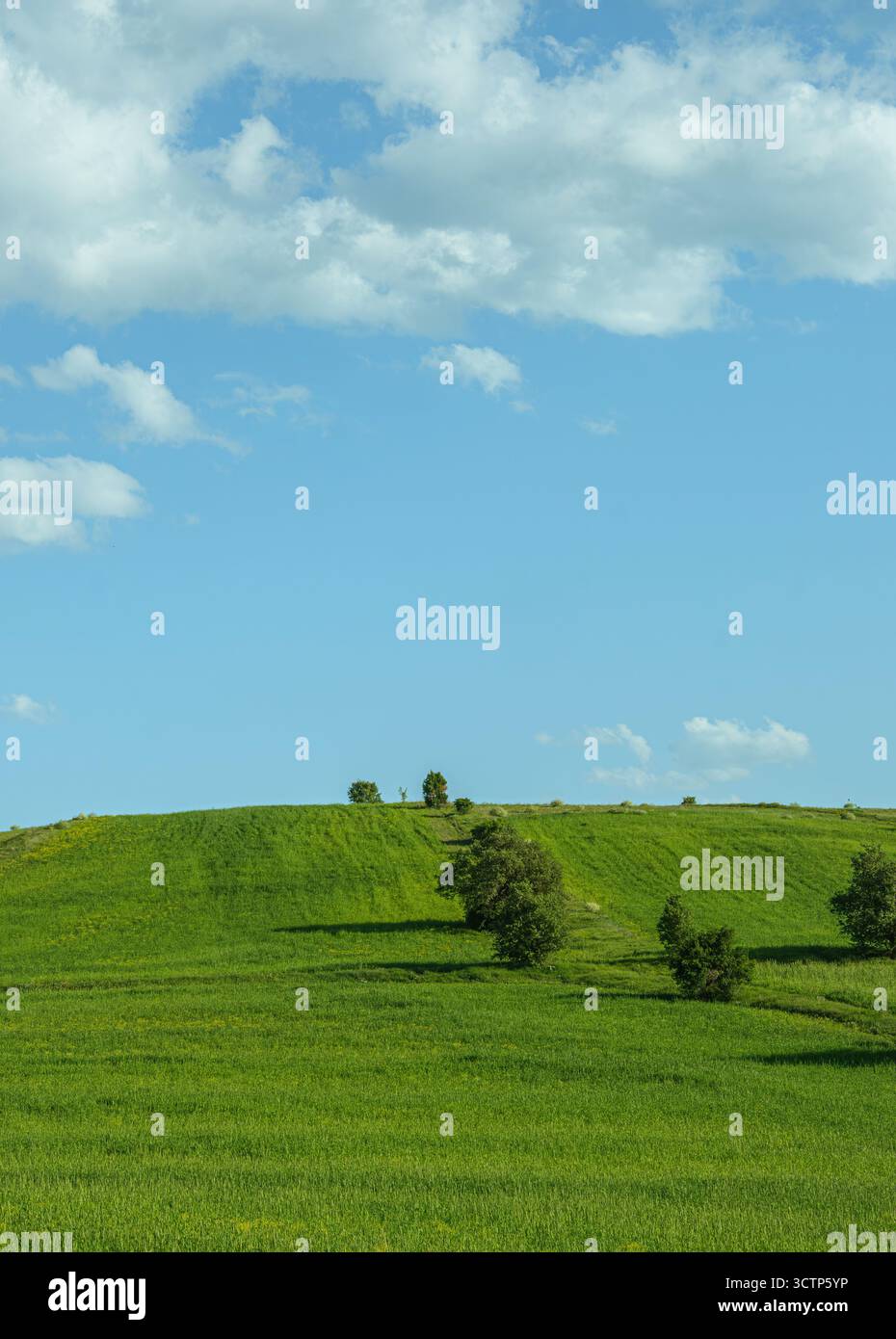Colline verte sous le ciel bleu avec des nuages dispersés. Paysage avec une colline verdoyante parsemée de quelques petits arbres sous un vaste ciel bleu.capture Banque D'Images