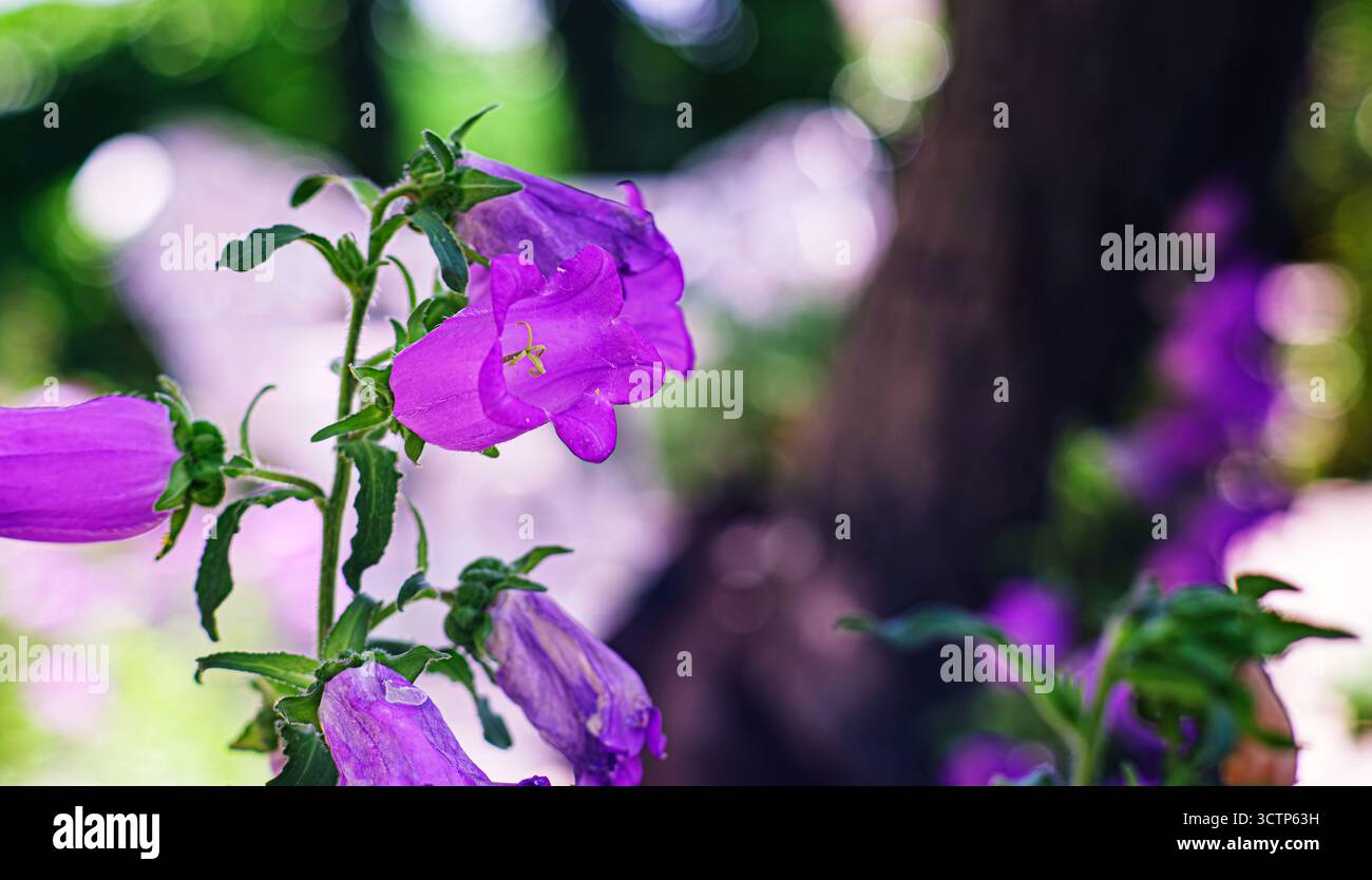 Des clochettes violettes en fleurs. Gros plan de cheptel violet. Ensemble sur un arrière-plan légèrement flou qui rehausse leur beauté. Mise au point sélective. Banque D'Images