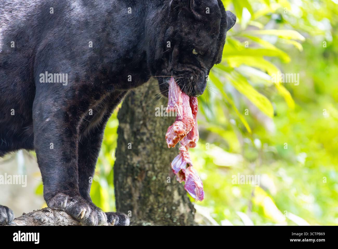 Léopard noir indochinois (Panthera pardus delacouri) debout sur une branche d'arbre avec de la viande dans la bouche Banque D'Images