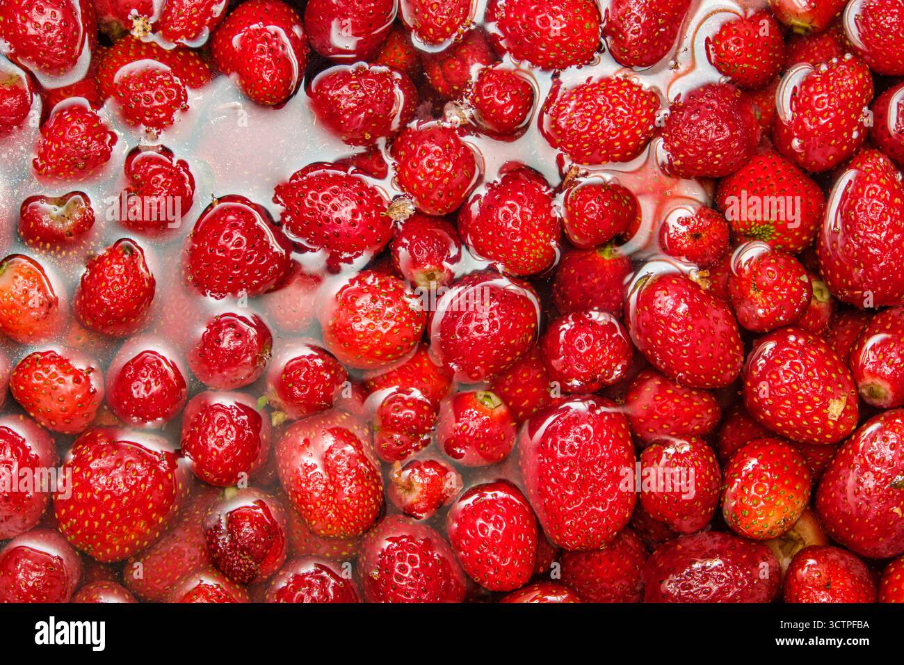 Fraises fraîches mûres trempant dans l'eau. Le fruit rouge vif remplit le cadre de surfaces brillantes brillantes sous la lumière. Une vue vibrante et rafraîchissante Banque D'Images