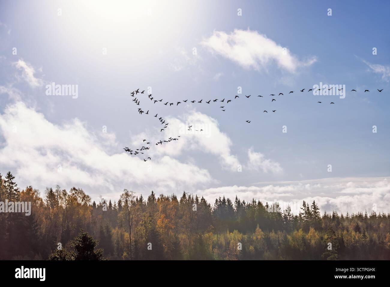 Oies migratrices volant au-dessus d'une forêt en automne Banque D'Images