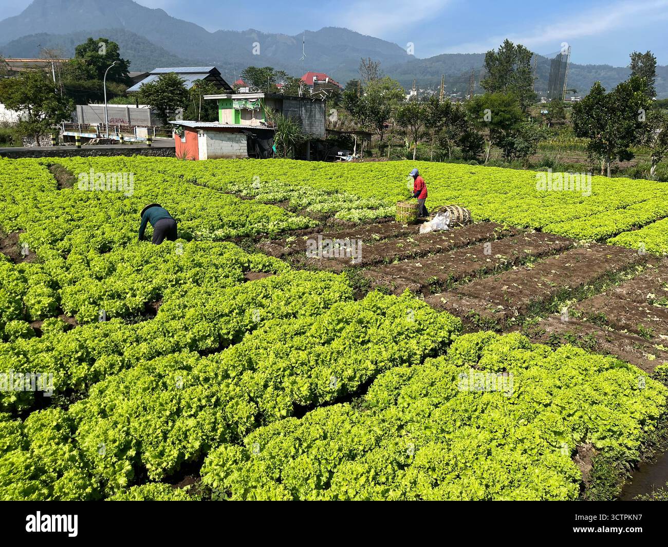 Vie agricole à Batu Highlands – récolte de laitue à Batu, Java oriental - Image de stock capturée avec un smartphone