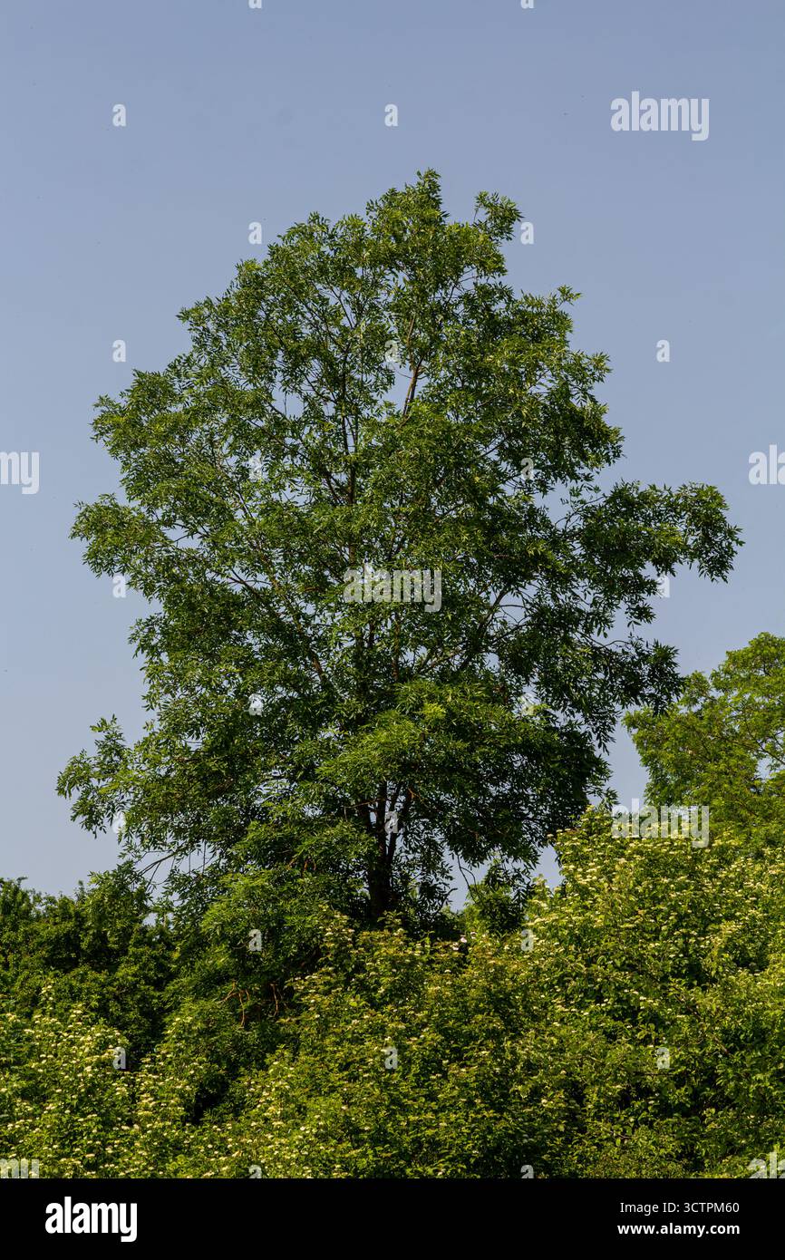 Un grand arbre vert domine le feuillage environnant sous un ciel bleu clair présentant des feuilles luxuriantes sous la lumière du soleil pendant une journée de fin de printemps. Banque D'Images