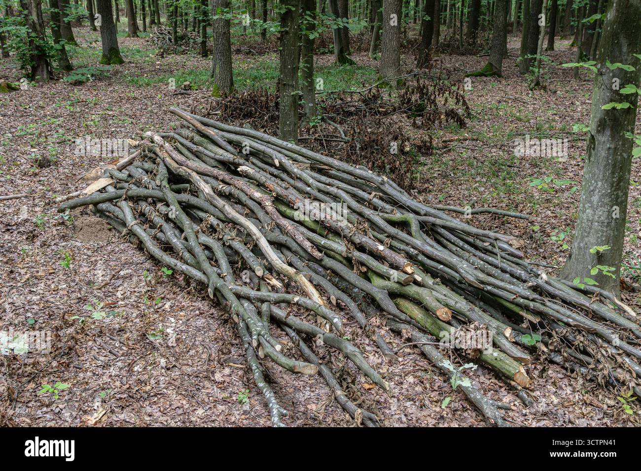 Une collection de branches fraîchement coupées se trouve sur le sol parmi les feuilles mortes dans un cadre forestier tranquille mettant en valeur la verdure luxuriante de la saison. Banque D'Images