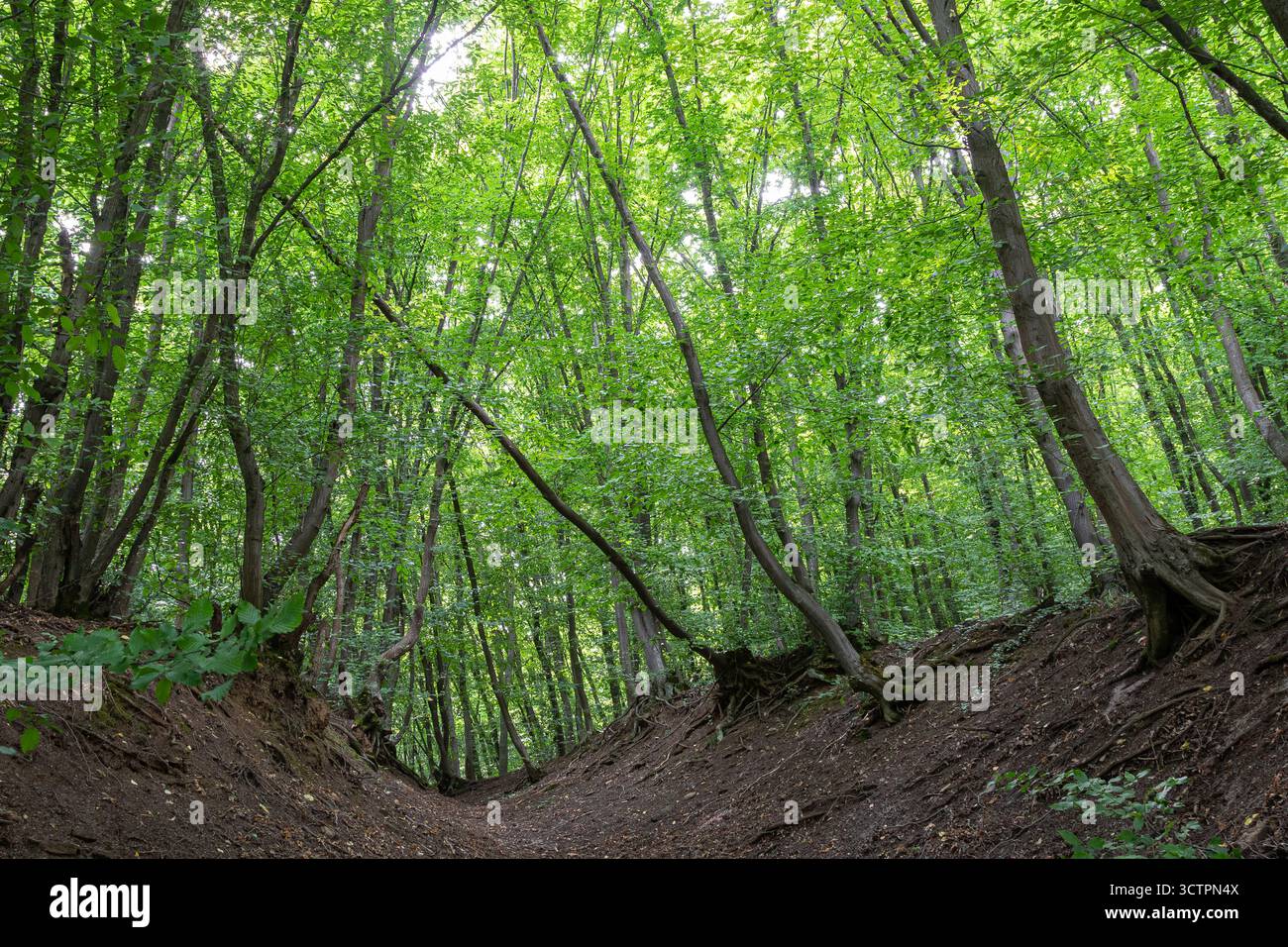 Une forêt luxuriante abrite de nombreux Carpinus betulus aux feuilles vertes éclatantes. La lumière du soleil filtre à travers le feuillage créant un calme et tranqui Banque D'Images