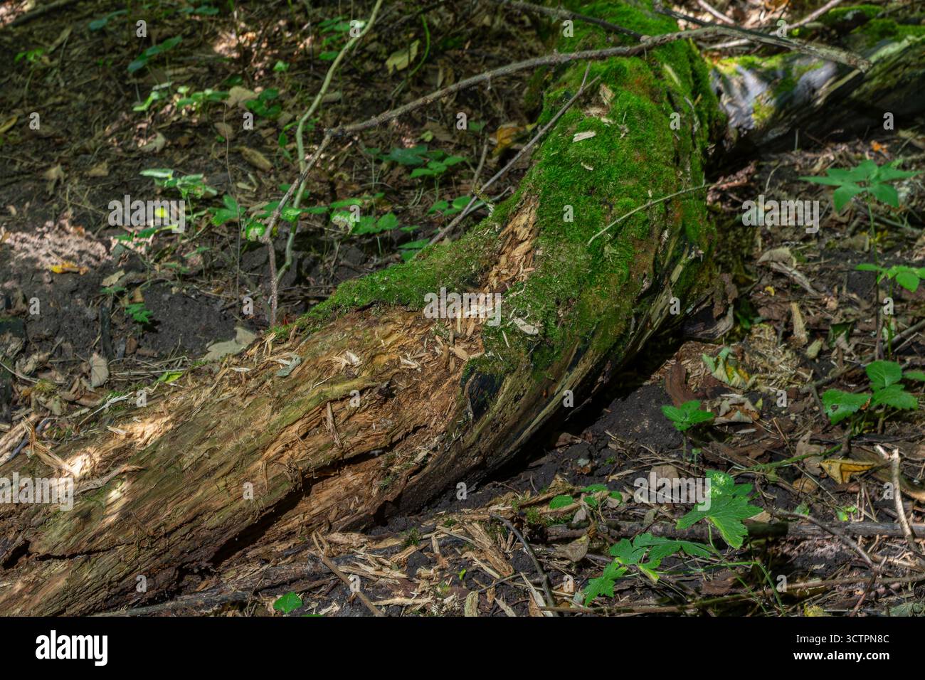 Une bûche tombée couverte de mousse verte éclatante se trouve au sol forestier entouré d'un feuillage luxuriant et d'un sol sombre riche soulignant la beauté de la nature. Banque D'Images