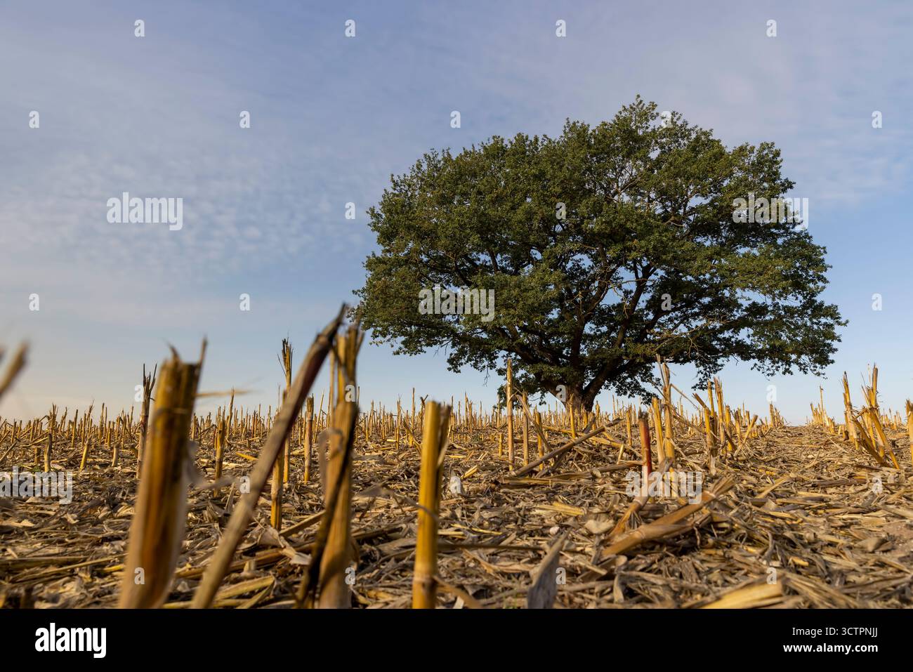 un grand chêne avec dans un champ après la récolte, un vieux chêne contre le ciel bleu dans un champ avec chaume de maïs dans la saison d'automne Banque D'Images