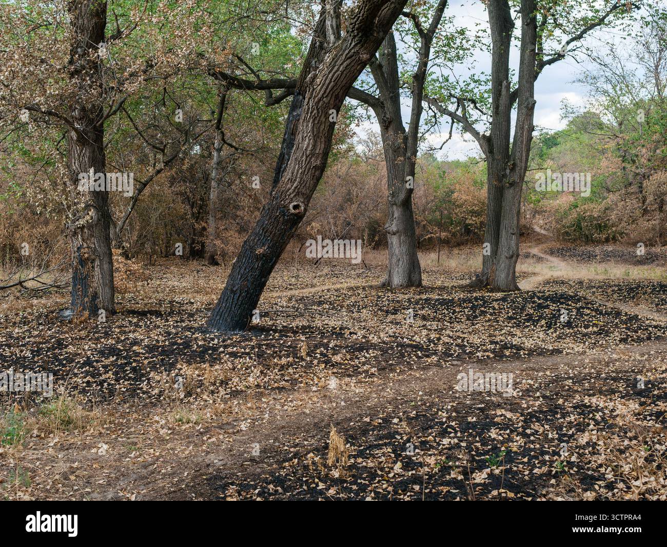 Des troncs d'arbres noircis et des feuilles sèches cassantes recouvrent l'herbe brûlée, révélant ainsi les conséquences brutales d'un récent incendie de forêt Banque D'Images