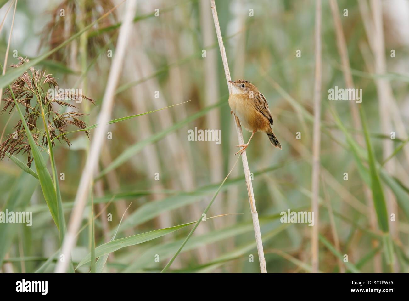 Petit oiseau vautours cisticolique (cisticola juncidis) sur tige de roseau commun, parc naturel El Hondo, Espagne Banque D'Images