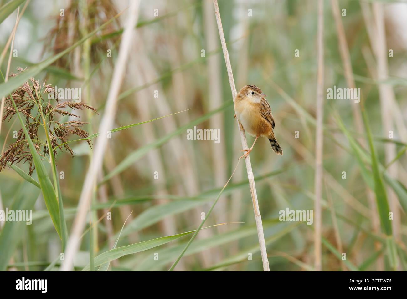 Petit oiseau vautours cisticolique (cisticola juncidis) sur tige de roseau commun, parc naturel El Hondo, Espagne Banque D'Images