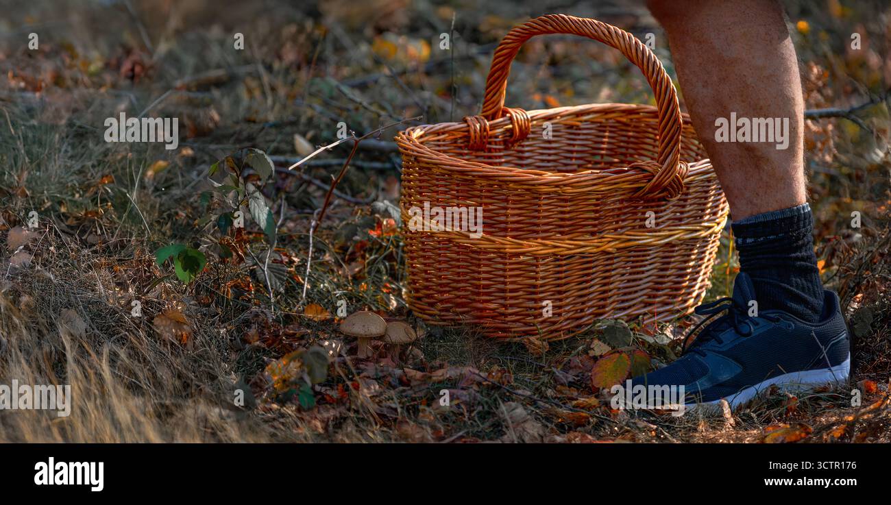 Gros plan d'un panier en osier tissé pour ramasser de la nourriture et des champignons et d'une jambe de randonneur à côté de petits champignons sauvages sur le sol de la forêt en automne. Banque D'Images