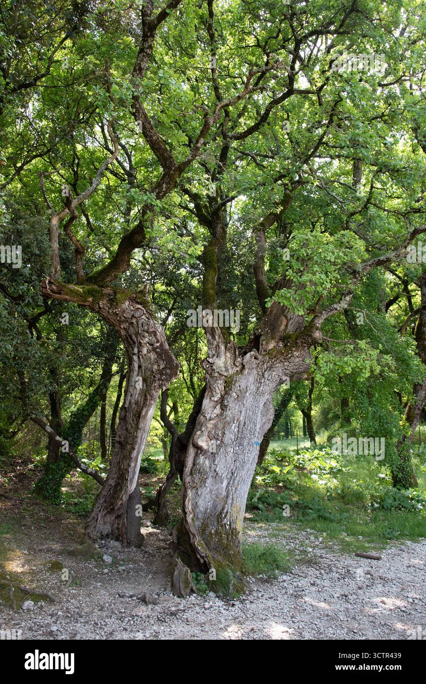 Vieux chêne noué, ou vieux chêne fendu, espèces Querus Banque D'Images
