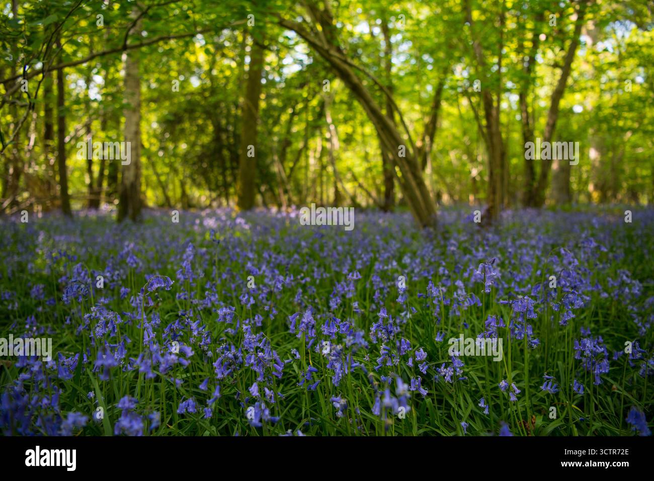 Fleurs Bluebell tapis un sol forestier au printemps à Ashurst, Sussex, Royaume-Uni. Banque D'Images