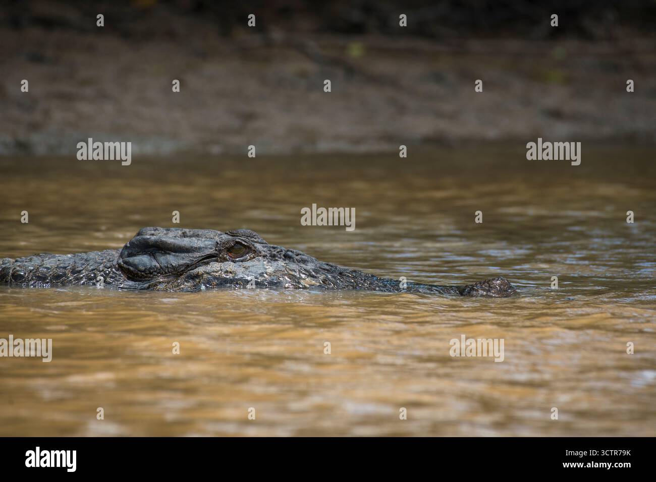 La tête et le museau d'un grand crocodile d'eau salée alors qu'il nage dans l'eau, rivière Kinabatangan, Sabah, Bornéo, Malaisie. Banque D'Images