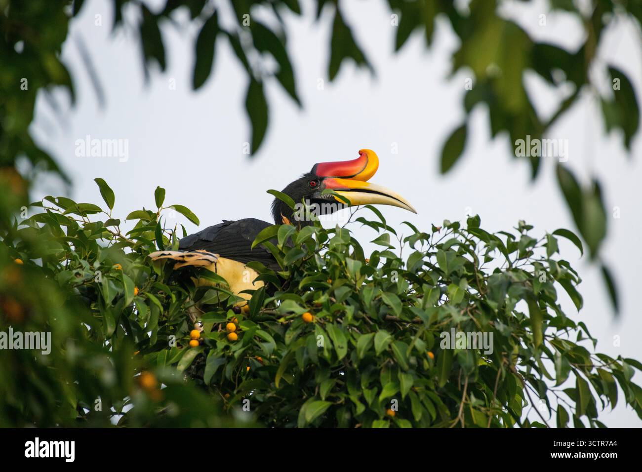 Cornbill de rhinocéros dans un figuier, rivière Kinabatangan, Sabah, Bornéo, Malaisie Banque D'Images
