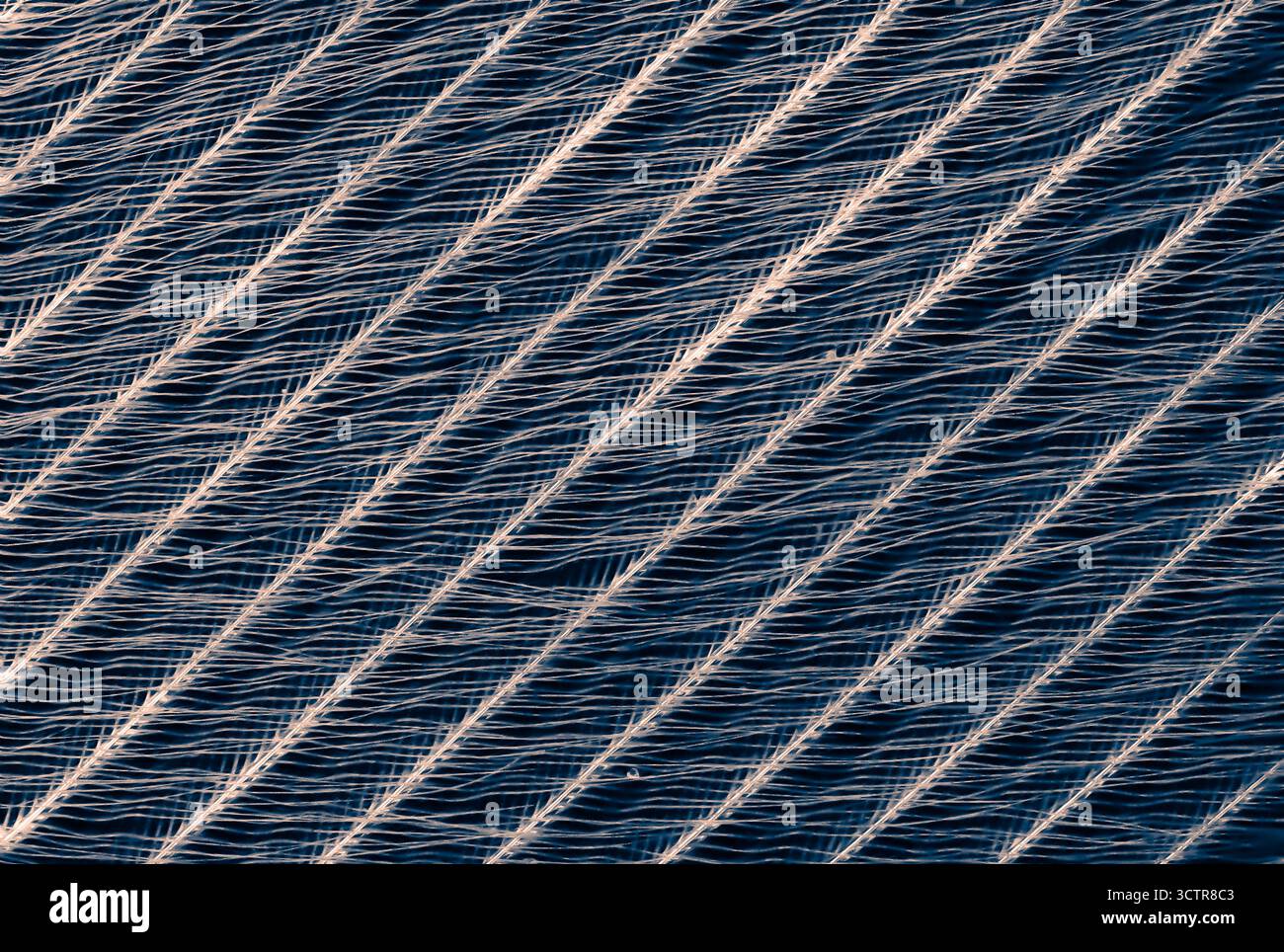 Vue au microscope électronique de plumes d'oiseau à un grossissement de 100x, révélant des barbules complexes et des filaments imbriqués dans des détails étonnants. Banque D'Images