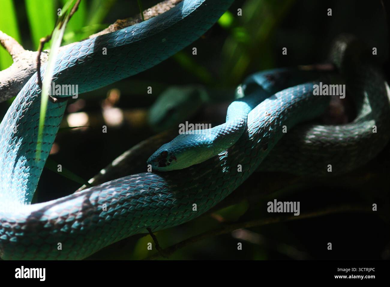 MALAISIE KUALA LUMPUR 8/10/2025. La tendance croissante à garder des serpents comme animaux de compagnie exotiques en Malaisie, y compris des espèces venimeuses et protégées, a suscité l'inquiétude parmi les défenseurs de l'environnement et les autorités, L’OMS avertit que cette pratique est non seulement dangereuse mais souvent illégale.les préoccupations augmentent au sujet de la sécurité publique, de la cruauté envers les animaux et de l’exploitation des espèces sauvages menacées d’extinction, alors que les autorités enquêtent sur les rapports d’animaux vivants, y compris les chats errants utilisés comme aliments pour serpents.cette dernière applique les dispositions de la Convention sur le commerce international des espèces de faune et de flore sauvages menacées d’extinction CITES. Certain Banque D'Images