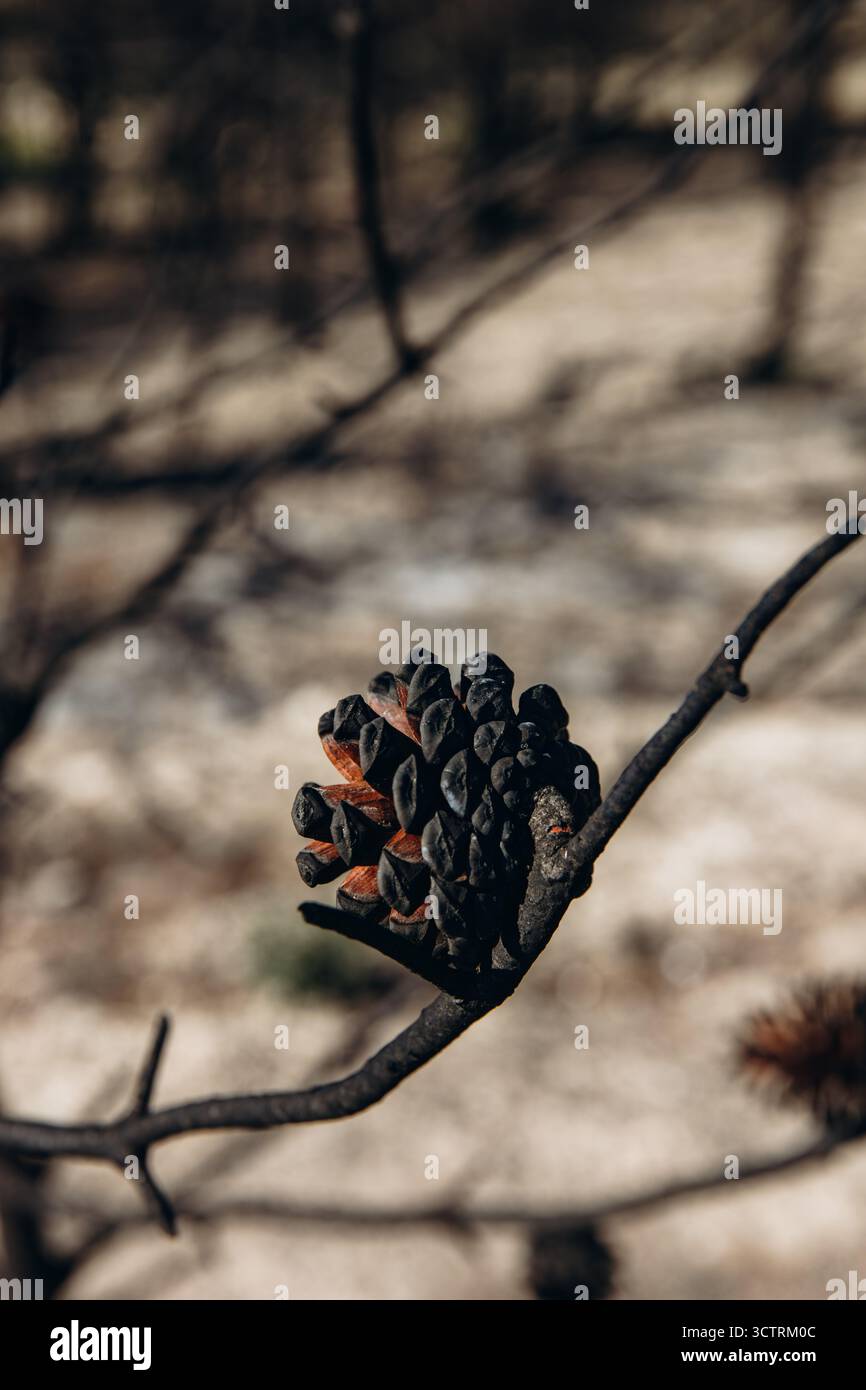 Pommes de pin brûlées sur une branche d'arbre brûlée après un feu de forêt. Symbole de catastrophe environnementale, réchauffement climatique, hausse des températures et dévastatrices c Banque D'Images