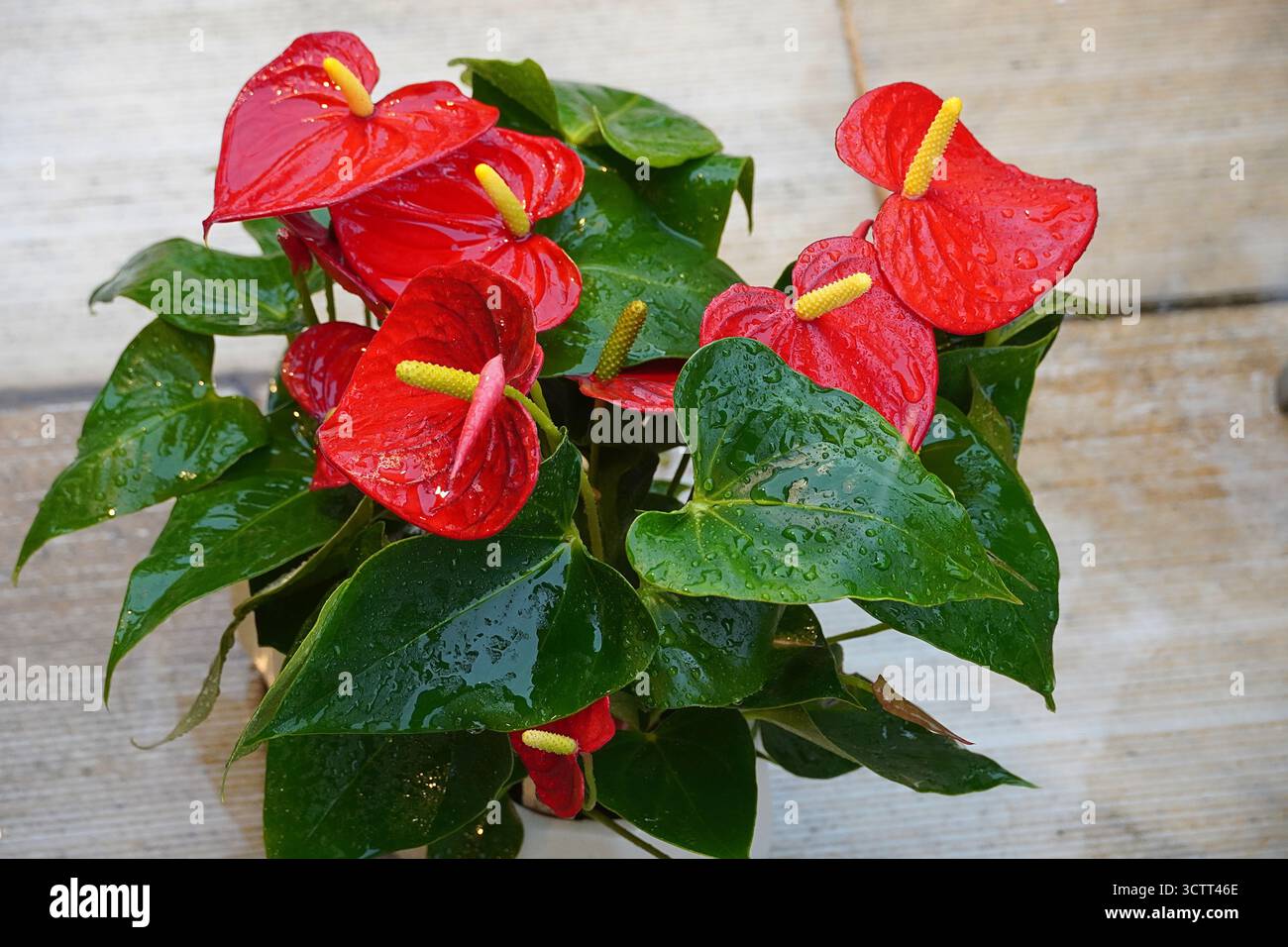 Anthurium mouillé ou laceleaf ou flamant rose ou fleurs de queue, après la pluie Banque D'Images