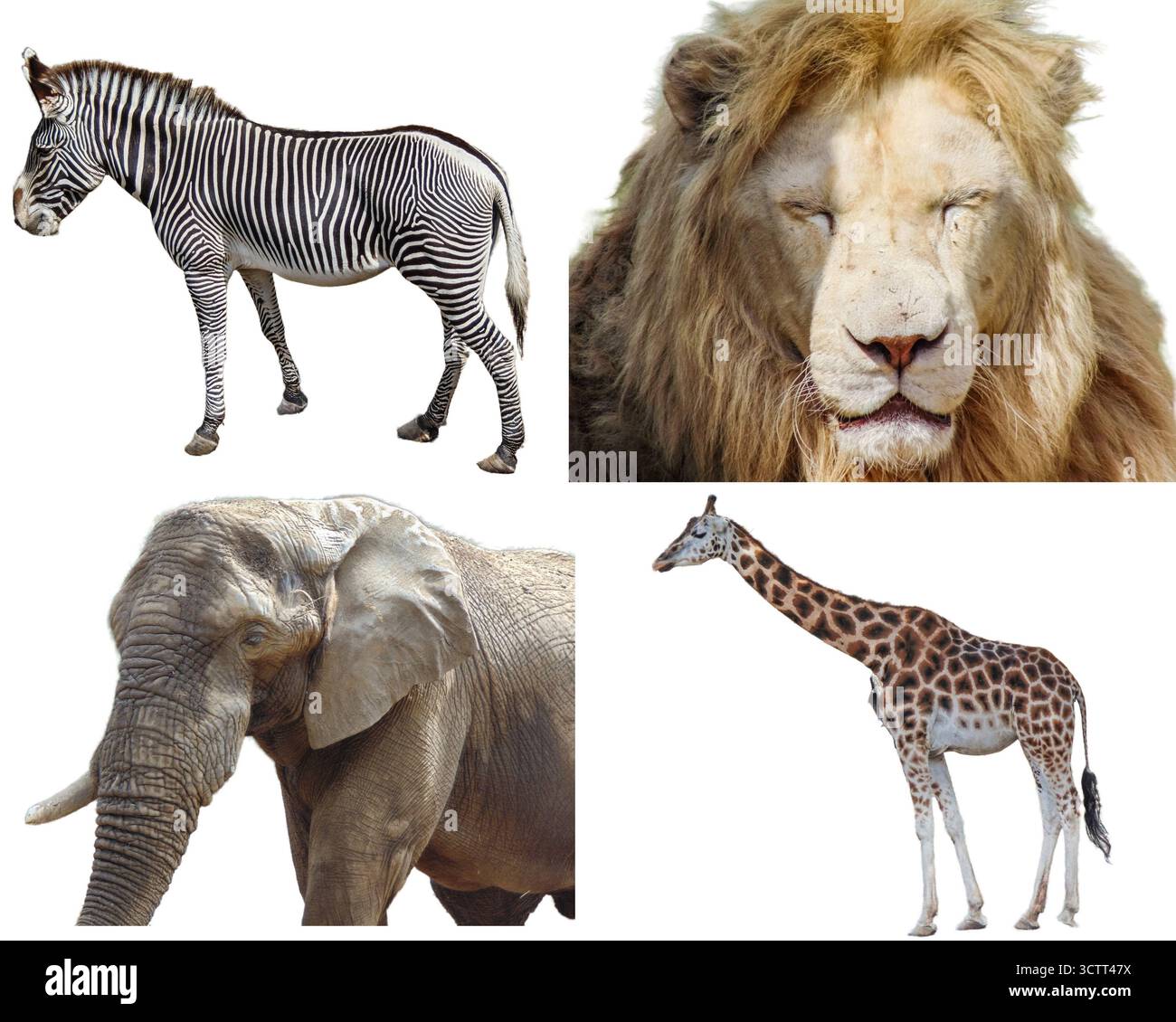 Collage avec des animaux africains : zèbre de Grevy, lion, éléphant, girafe Banque D'Images