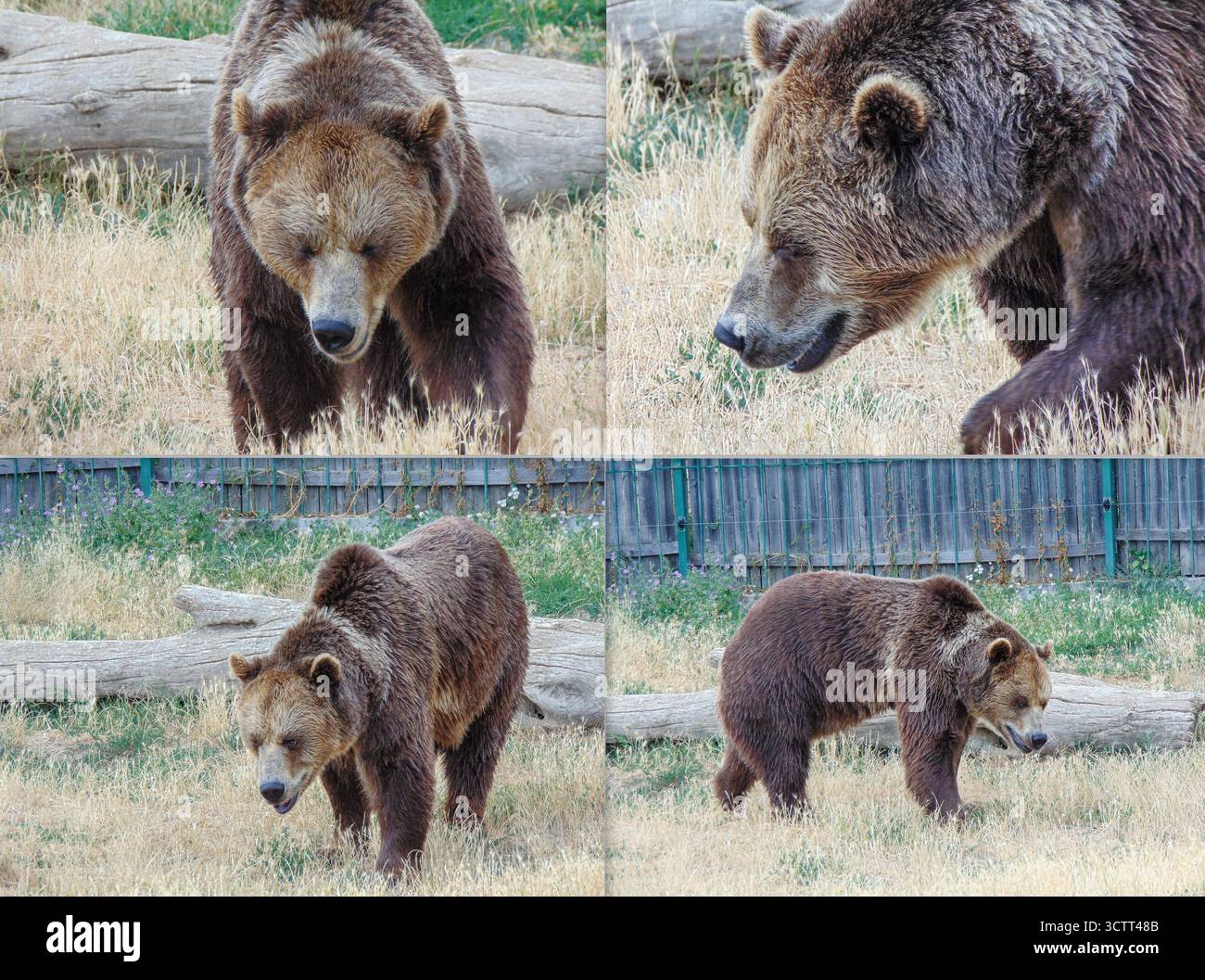 Collage avec un ours brun Banque D'Images