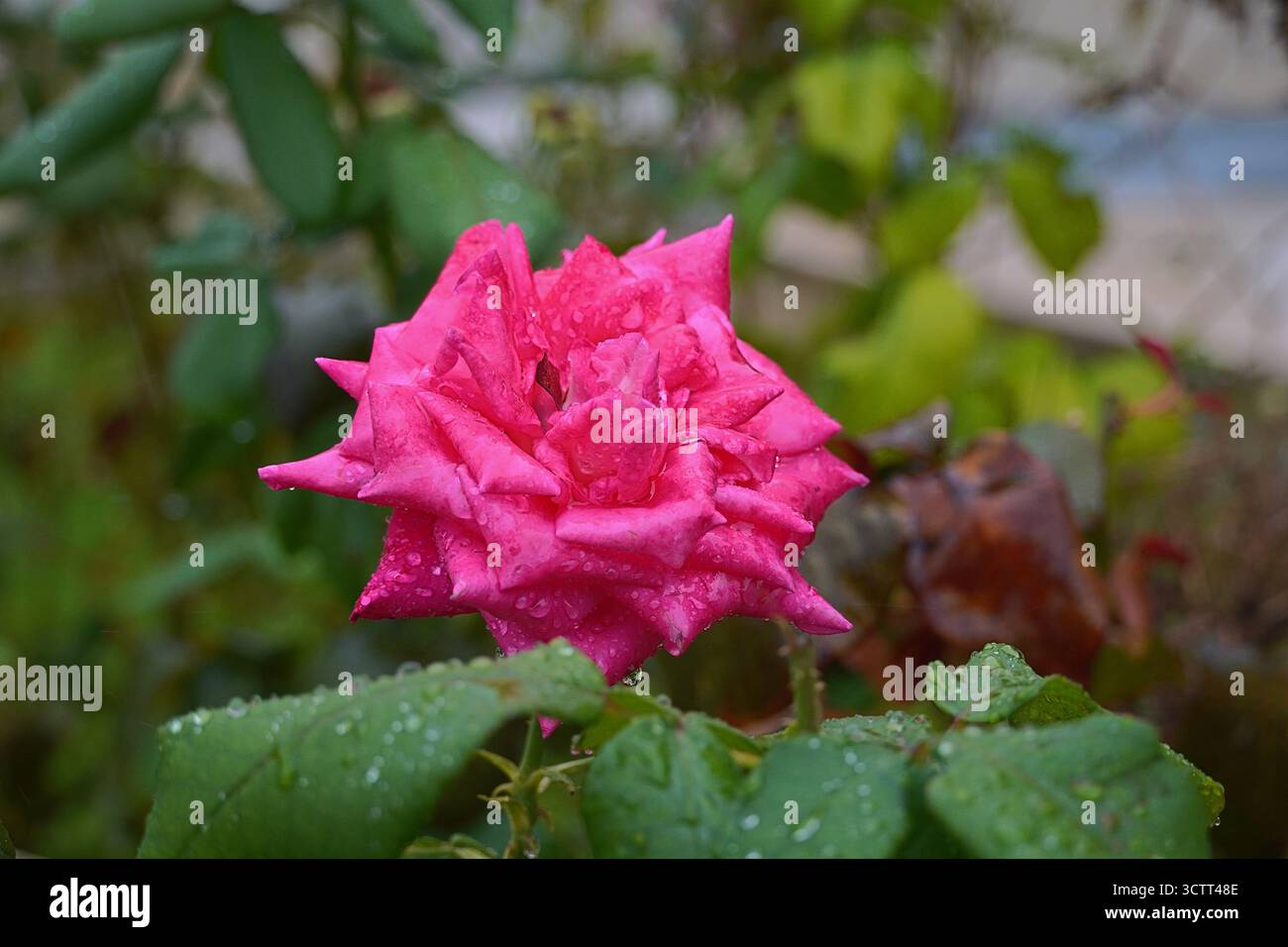 Une rose rouge humide, après la pluie Banque D'Images