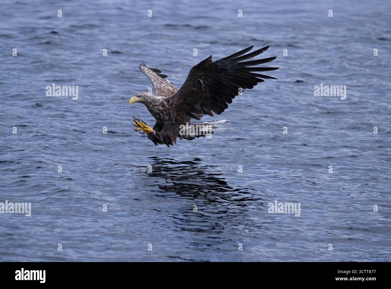 Aigle à queue blanche pêchant du poisson dans l'eau dans le loch Shiel Banque D'Images Aigle à queue blanche pêchant du poisson dans l'eau dans le loch Shiel Banque D'Images