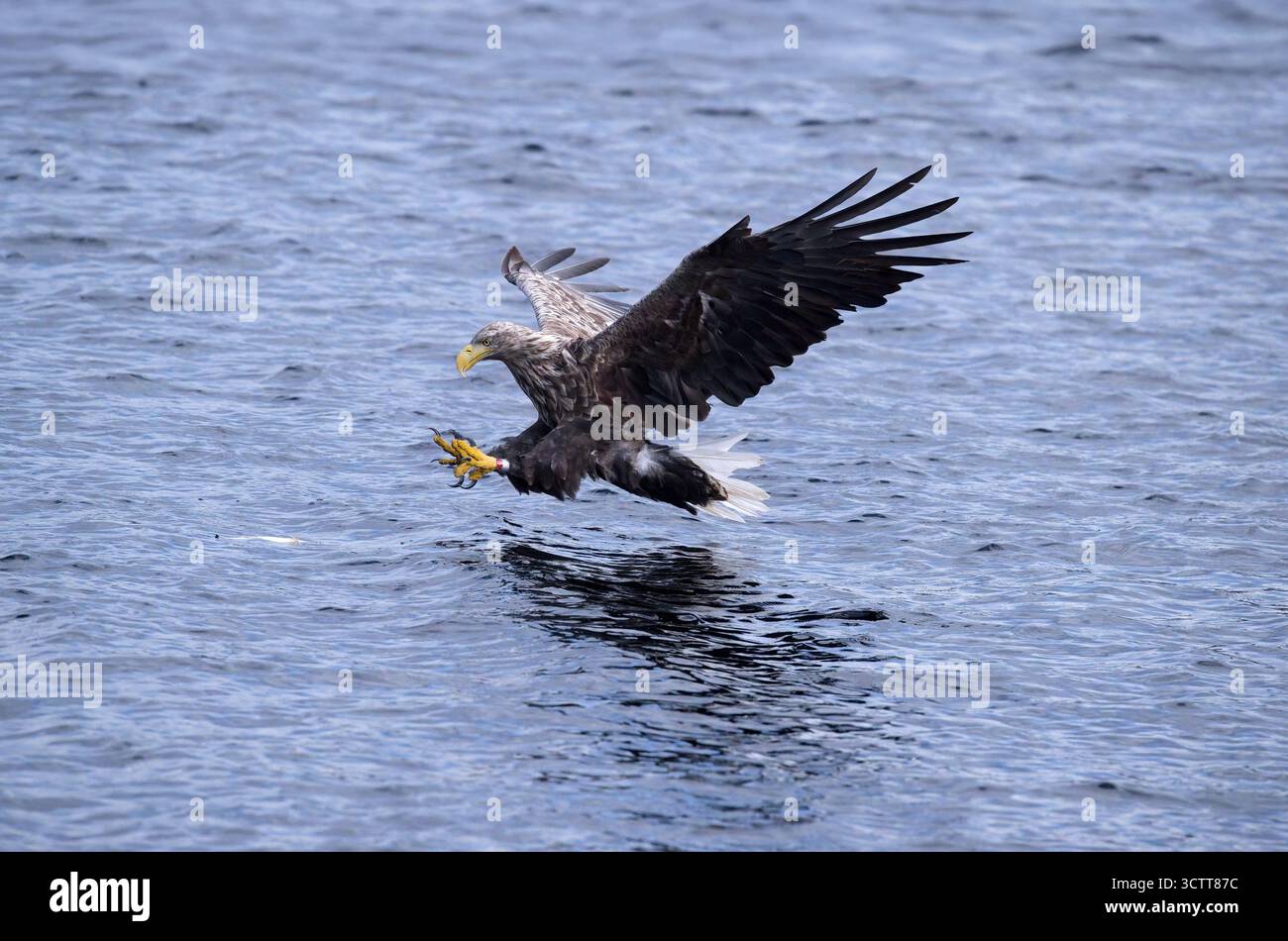 Aigle à queue blanche pêchant du poisson dans l'eau dans le loch Shiel Banque D'Images Aigle à queue blanche pêchant du poisson dans l'eau dans le loch Shiel Banque D'Images