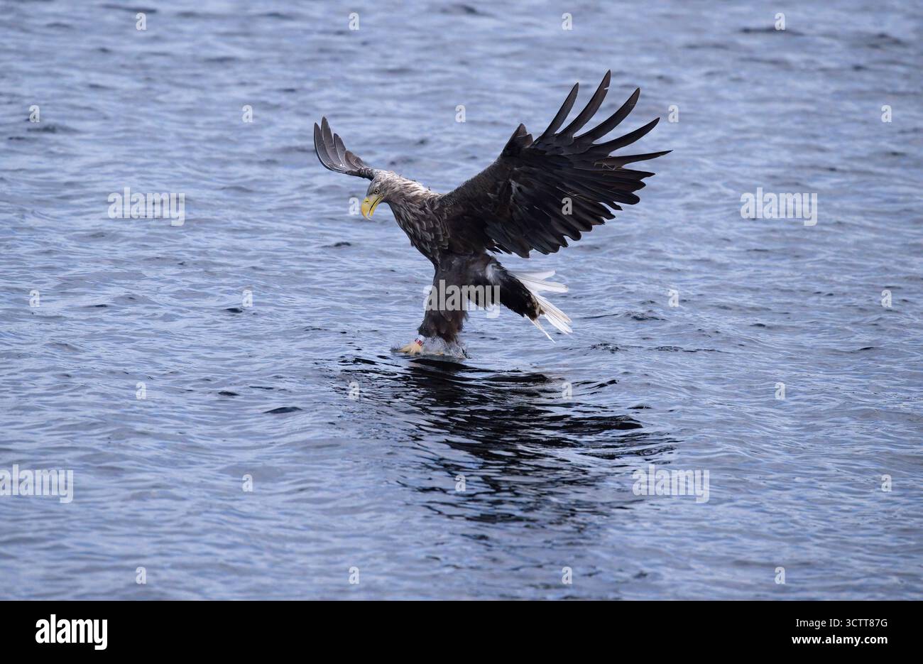 Aigle à queue blanche pêchant du poisson dans l'eau dans le loch Shiel Banque D'Images Aigle à queue blanche pêchant du poisson dans l'eau dans le loch Shiel Banque D'Images