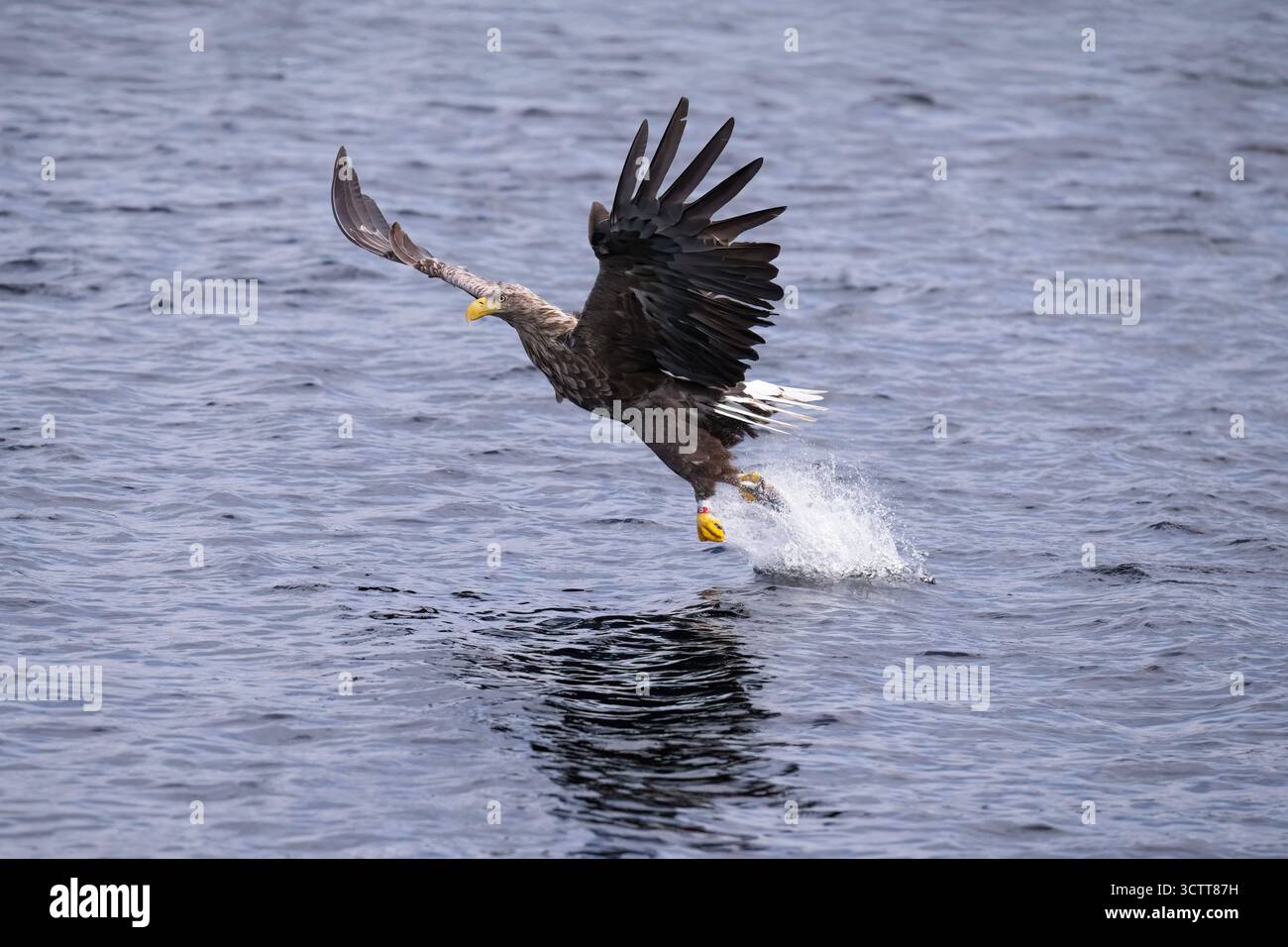 Aigle à queue blanche pêchant du poisson dans l'eau dans le loch Shiel Banque D'Images Aigle à queue blanche pêchant du poisson dans l'eau dans le loch Shiel Banque D'Images
