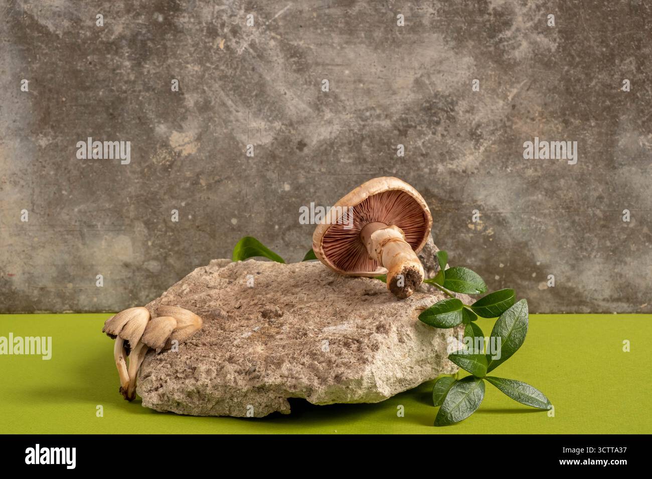 style naturel. feuilles de pierre, de champignon et de brindilles. Nature morte pour la présentation des produits. Copier l'espace Banque D'Images