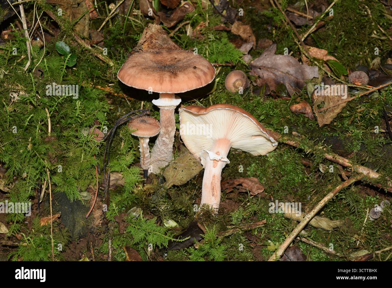 Champignon champignon de miel foncé parasite. Armillaria Ostoyae. Champignon parasite. Groupe trio Banque D'Images