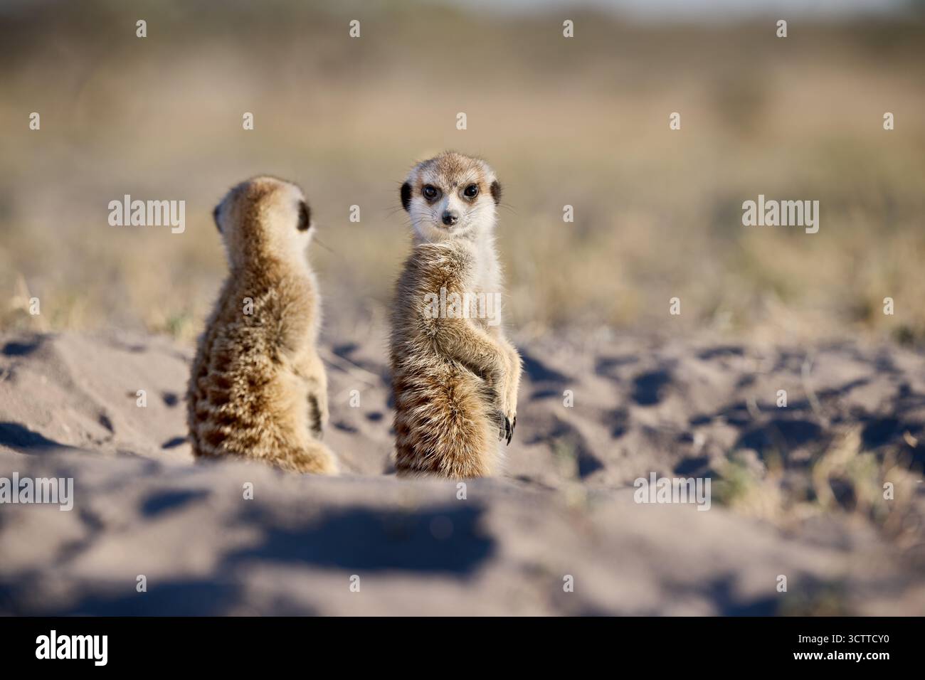 Suricate (Suricata suricatta), Parc national de Makgadikgadi, Gweta, Botswana Afrique Banque D'Images