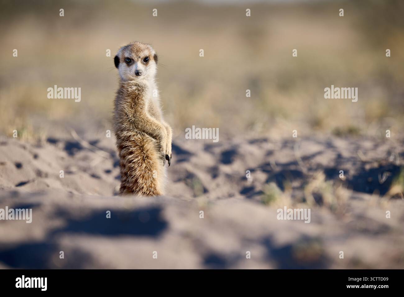 Suricate (Suricata suricatta), Parc national de Makgadikgadi, Gweta, Botswana Afrique Banque D'Images