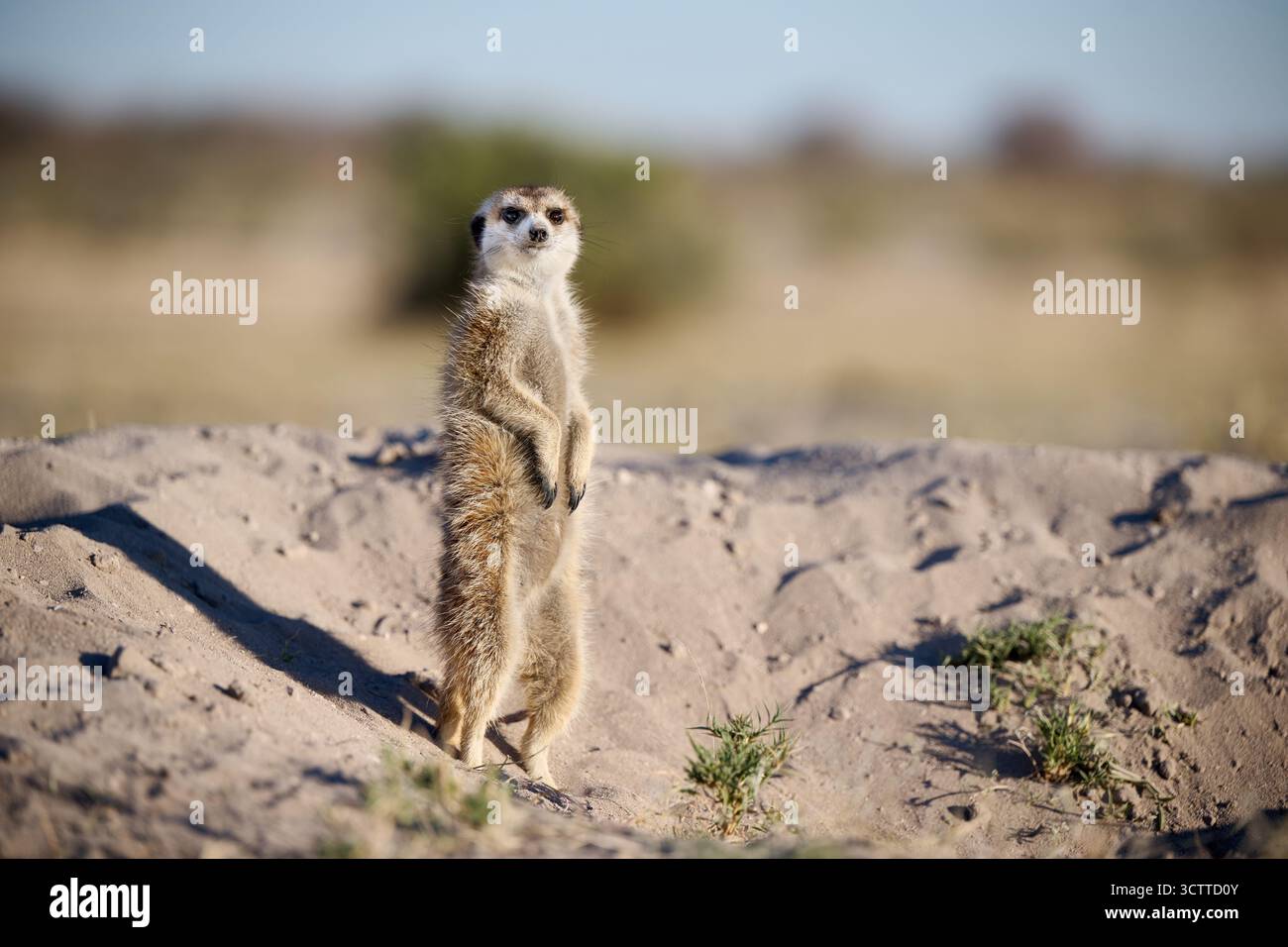 Suricate (Suricata suricatta), Parc national de Makgadikgadi, Gweta, Botswana Afrique Banque D'Images