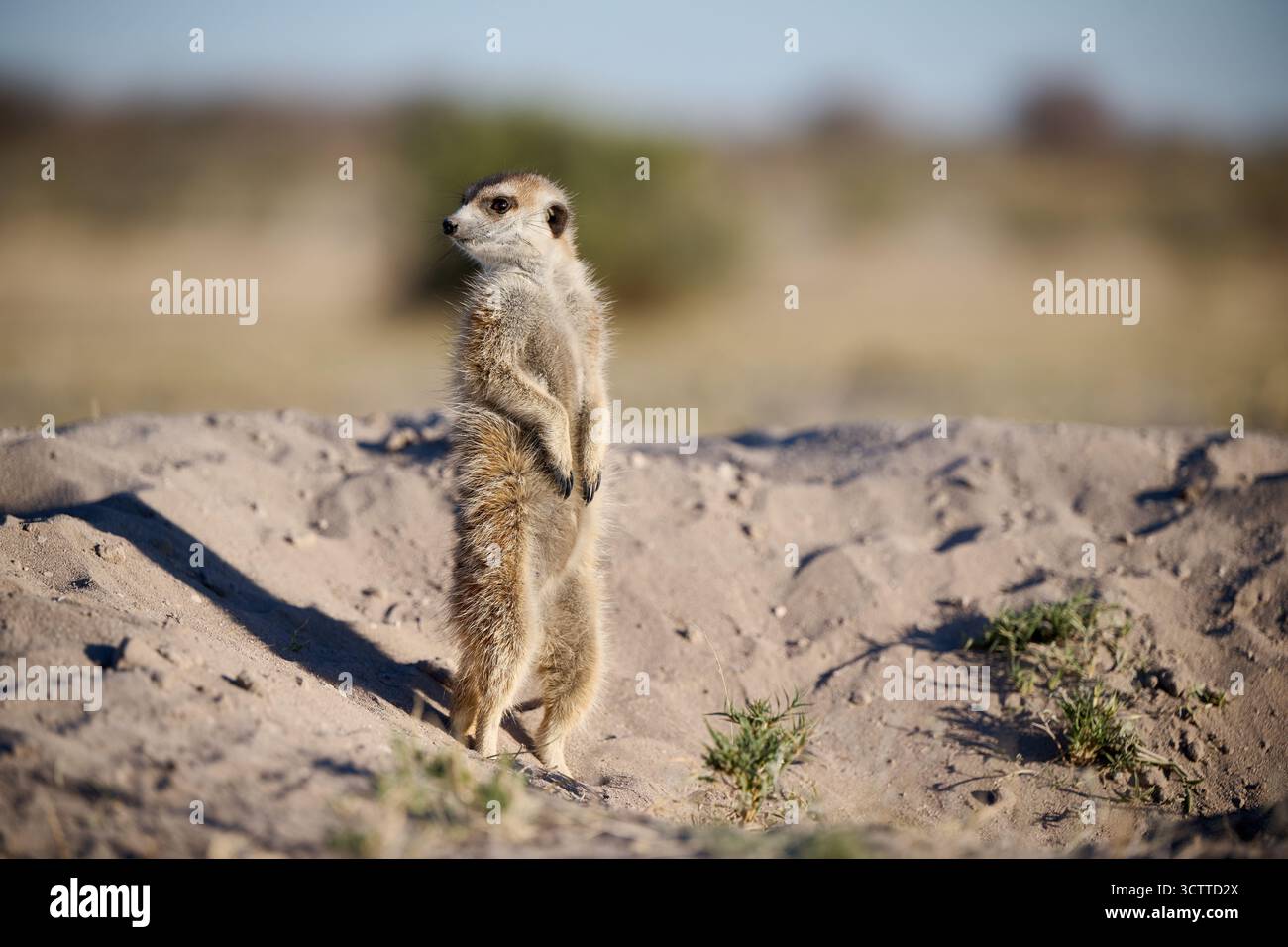 Suricate (Suricata suricatta), Parc national de Makgadikgadi, Gweta, Botswana Afrique Banque D'Images