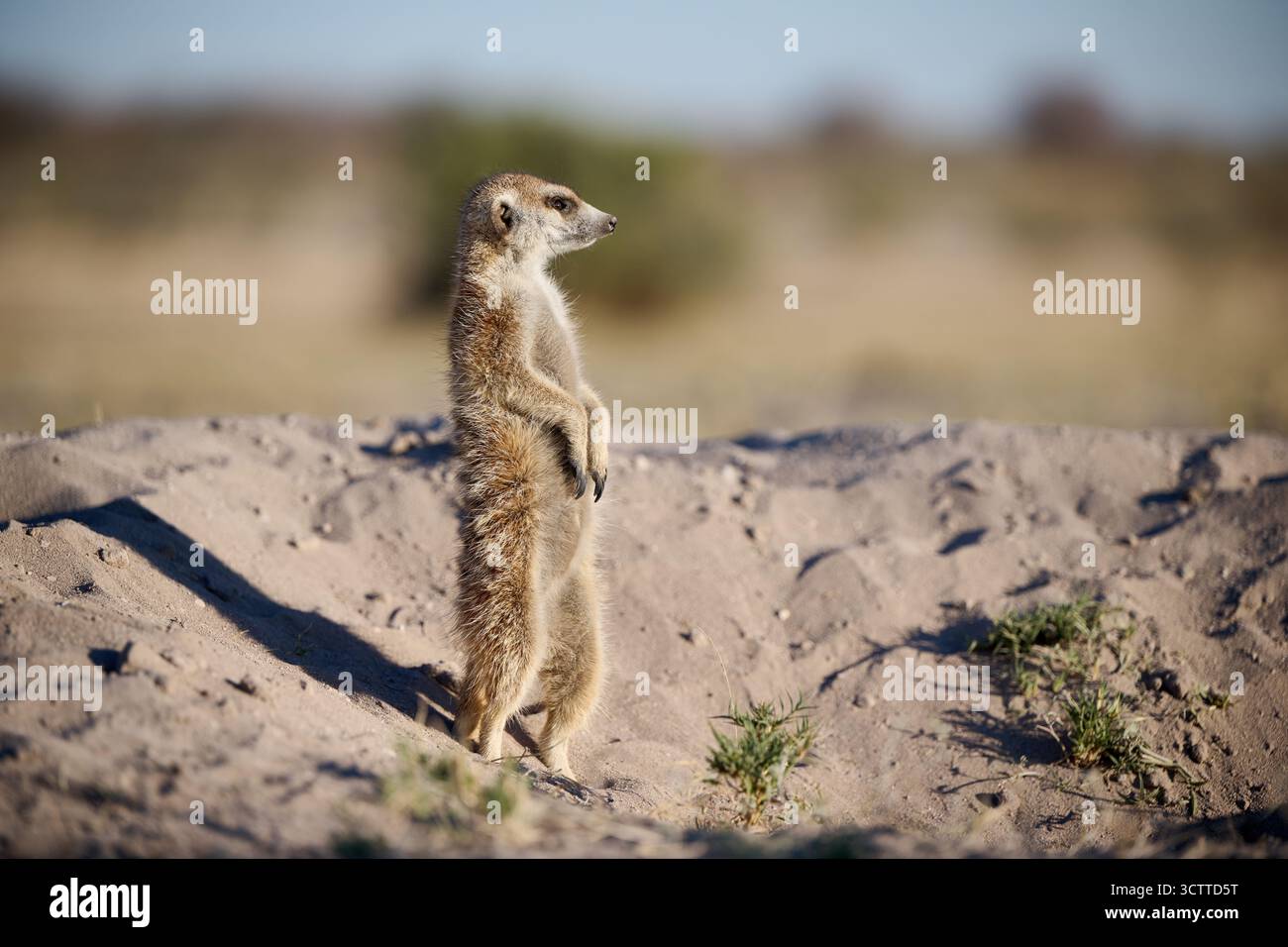 Suricate (Suricata suricatta), Parc national de Makgadikgadi, Gweta, Botswana Afrique Banque D'Images