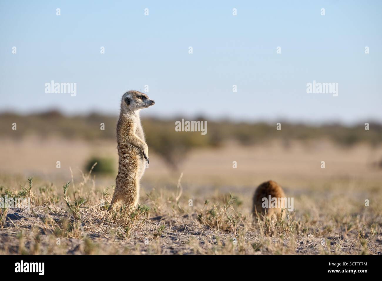 Suricate (Suricata suricatta), Parc national de Makgadikgadi, Gweta, Botswana Afrique Banque D'Images