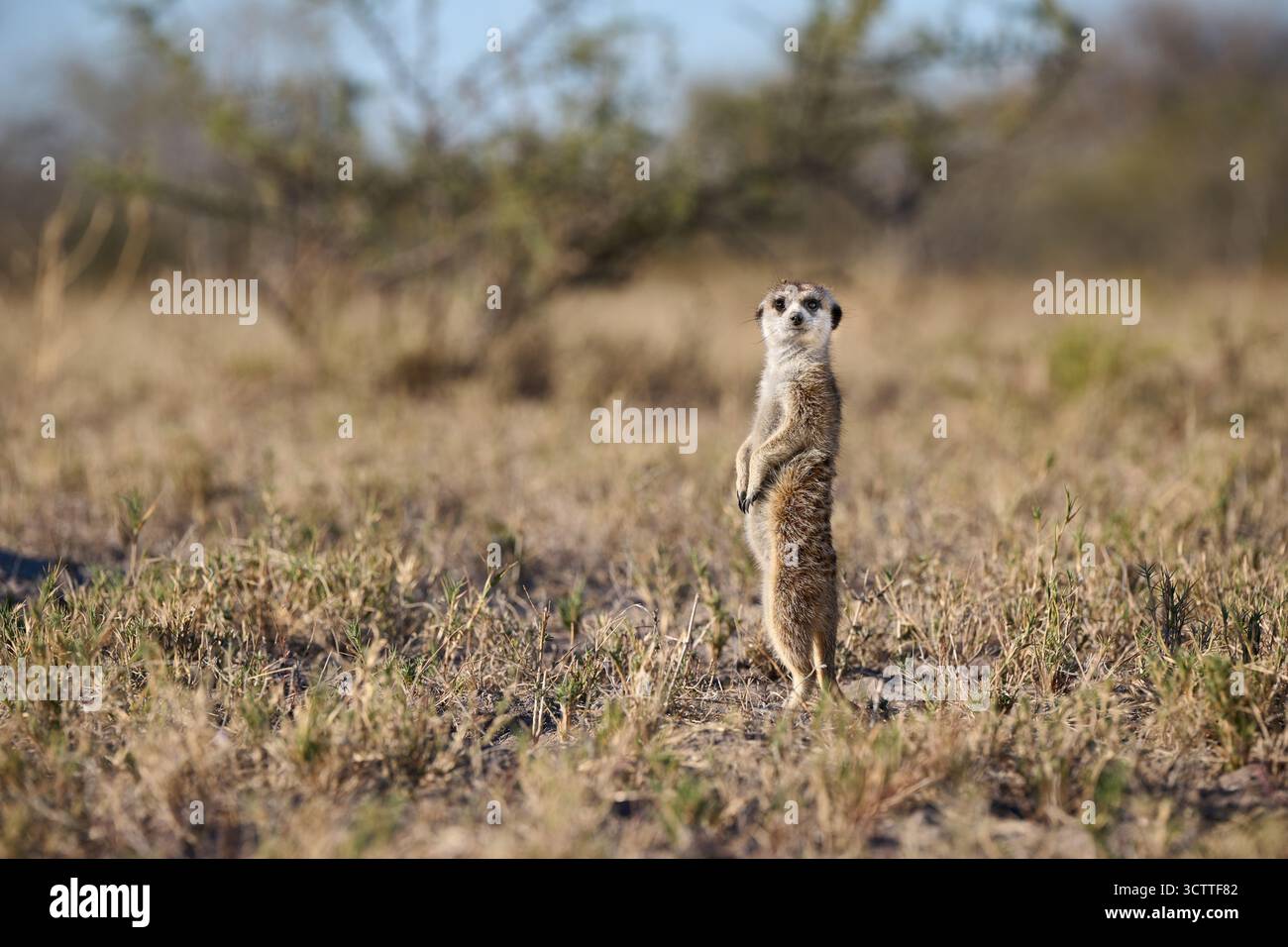 Suricate (Suricata suricatta), Parc national de Makgadikgadi, Gweta, Botswana Afrique Banque D'Images