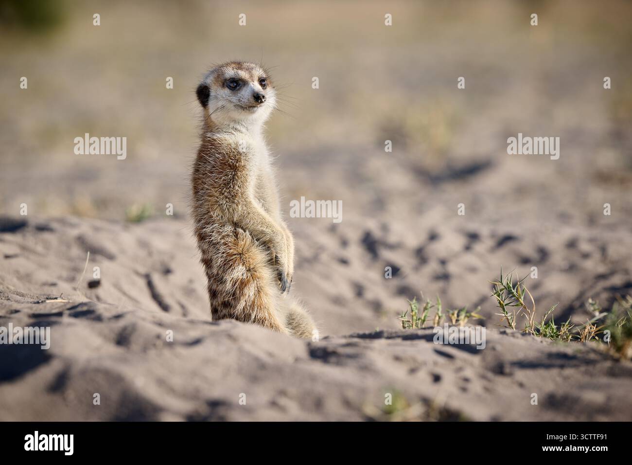 Suricate (Suricata suricatta), Parc national de Makgadikgadi, Gweta, Botswana Afrique Banque D'Images