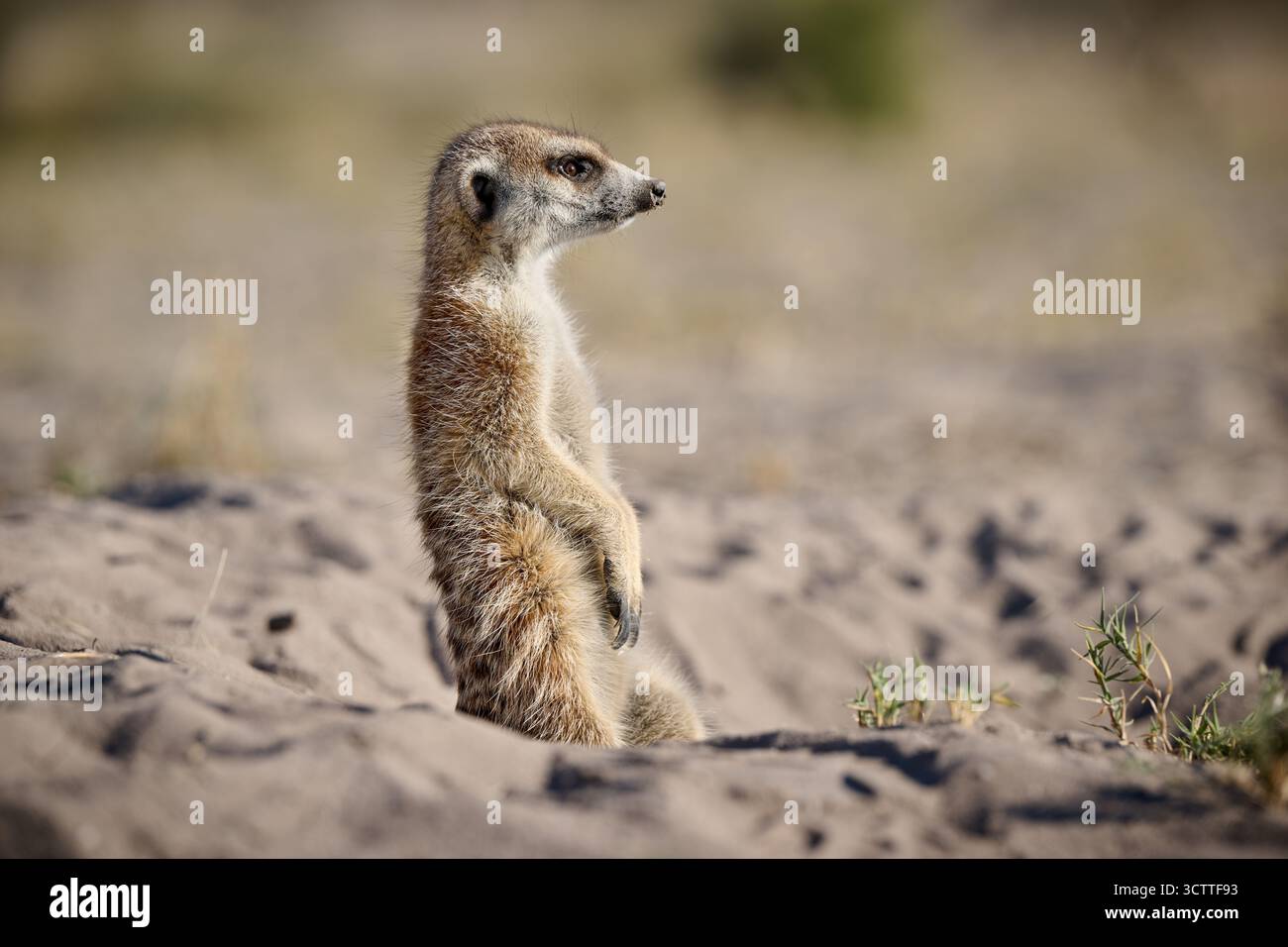 Suricate (Suricata suricatta), Parc national de Makgadikgadi, Gweta, Botswana Afrique Banque D'Images