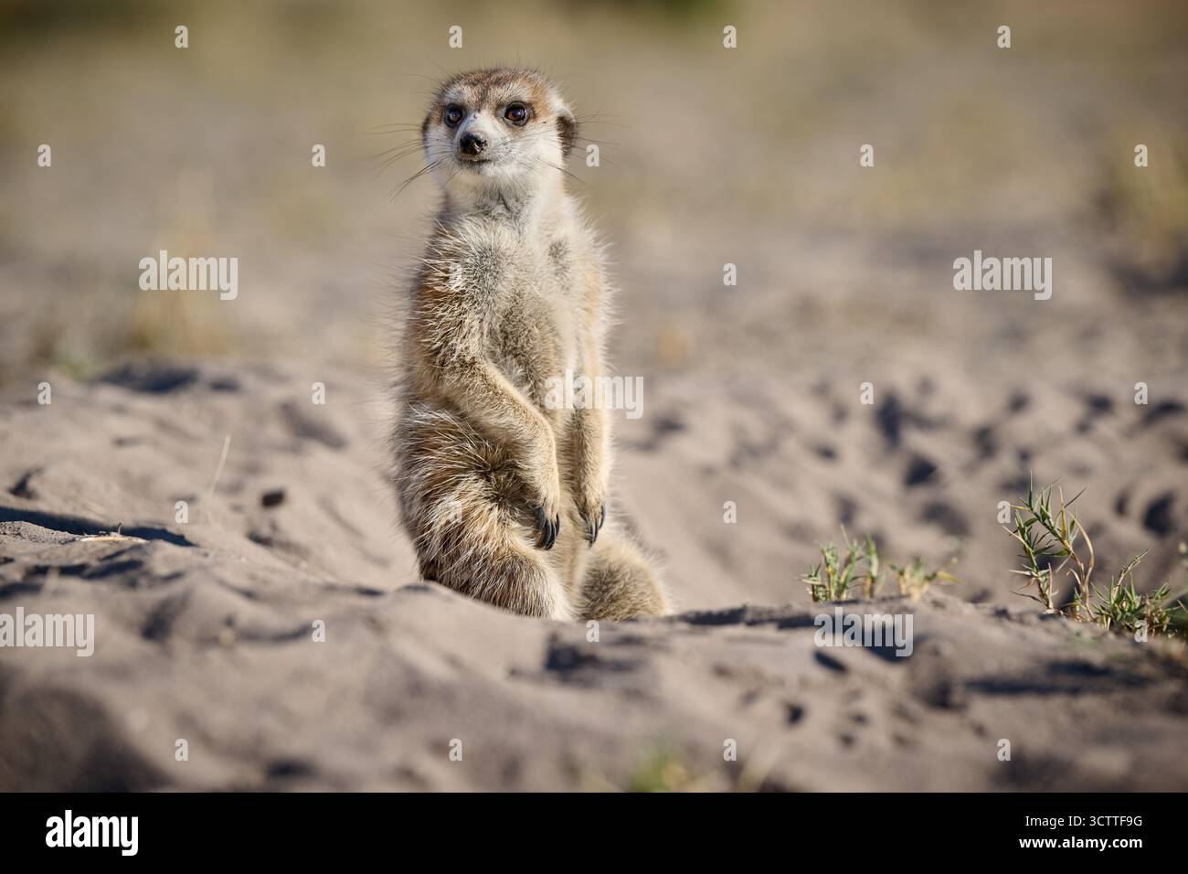 Suricate (Suricata suricatta), Parc national de Makgadikgadi, Gweta, Botswana Afrique Banque D'Images